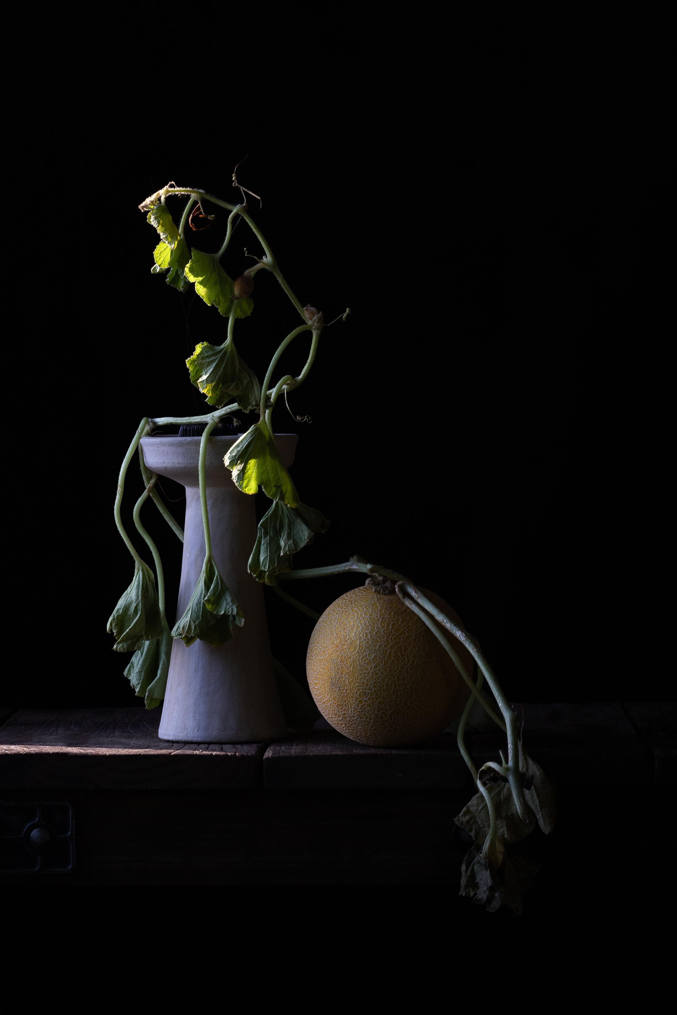 Mina Afshari Still-Life Photograph – The Rising (Aus der Asche)