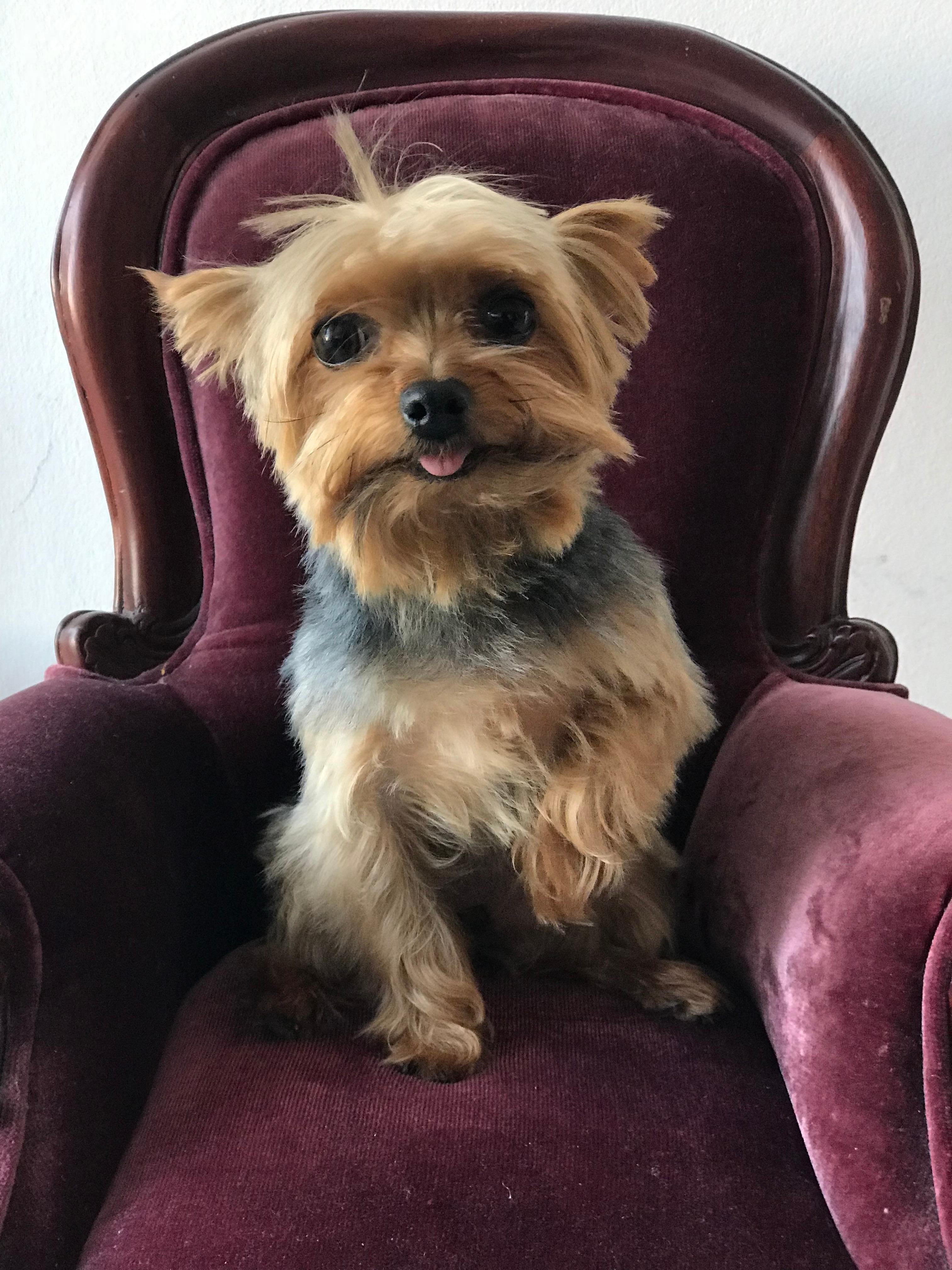 Miniature burgundy velvet and wood armed Queen Anne portrait chair perfect for a large doll, small dog, or baby (6 month to small toddler).