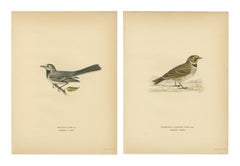 Minimalist Nordic Bird Lithograph Pair, Scandinavian Natural History, 1929