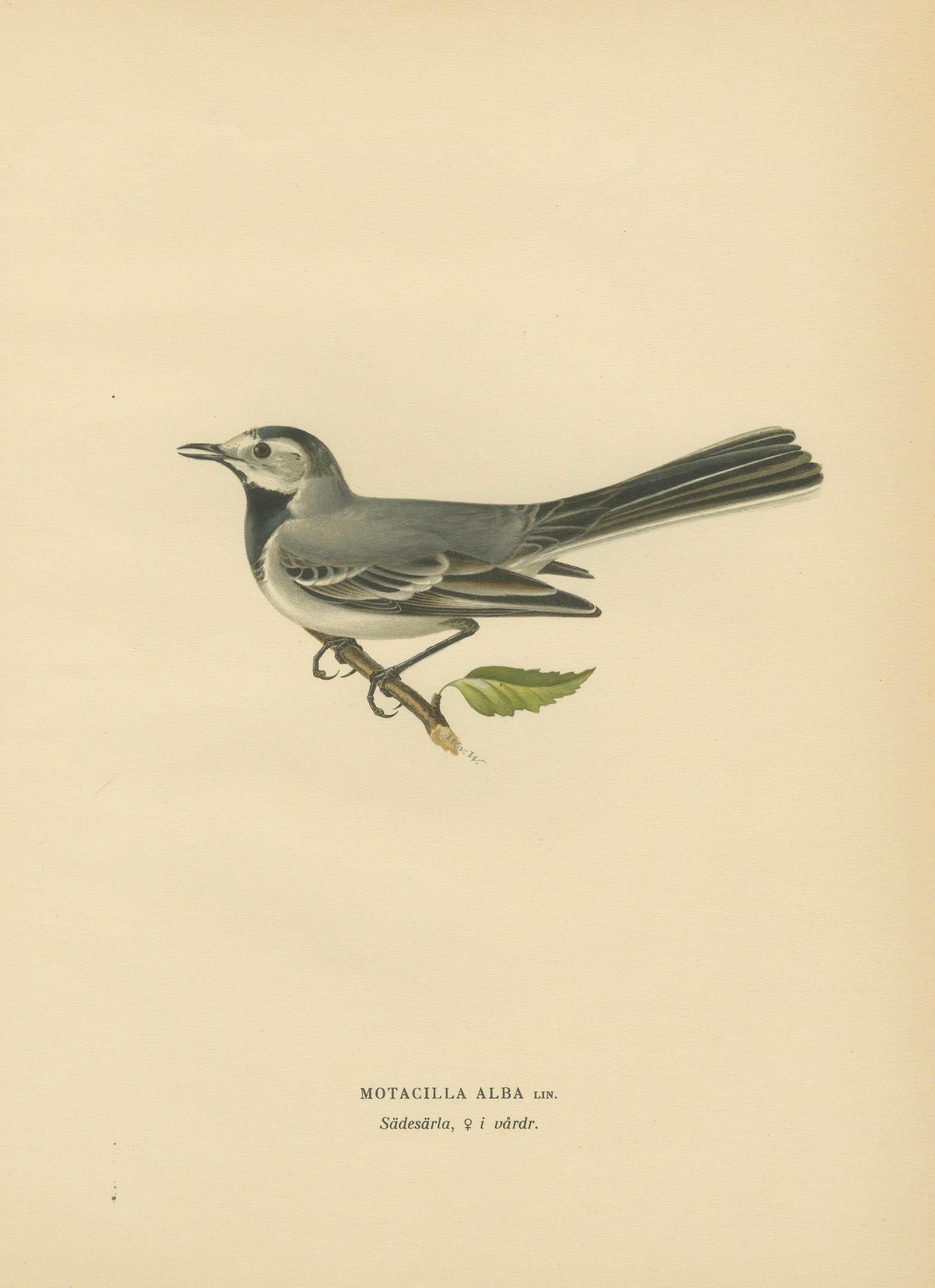 Minimalist Nordic Bird Lithograph Pair, Scandinavian Natural History, 1929