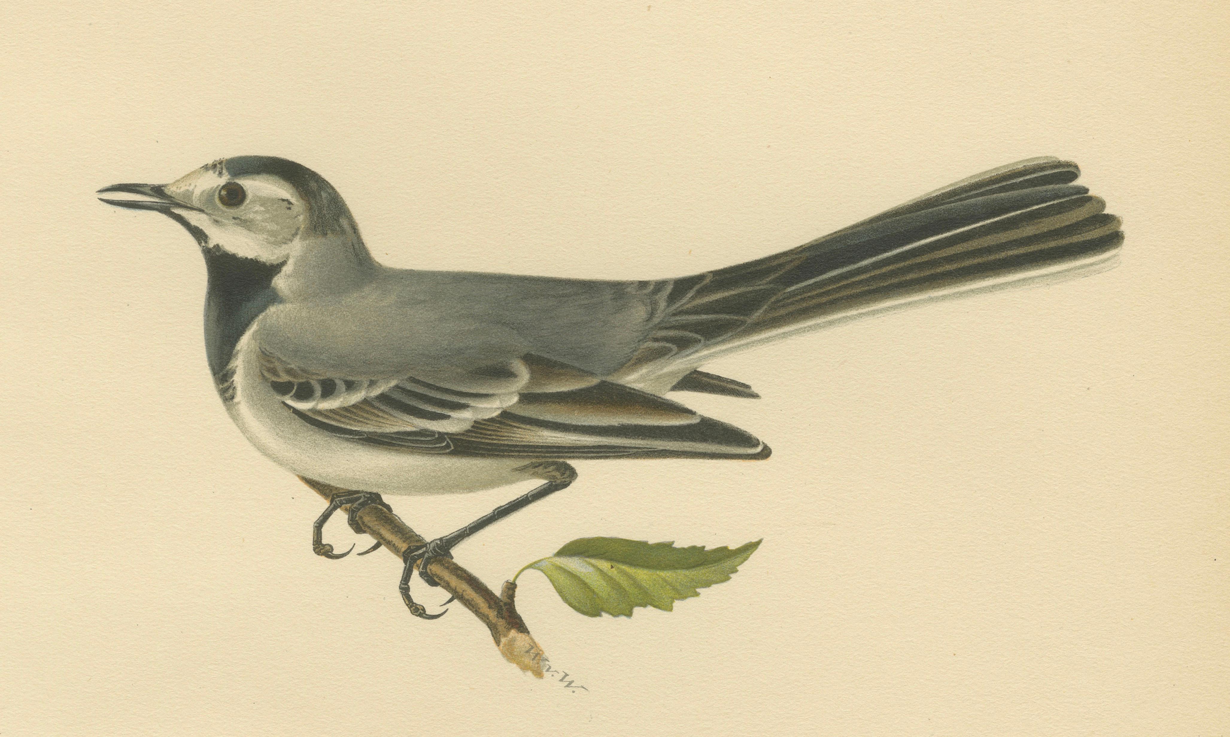 Minimalist Nordic Bird Lithograph Pair, Scandinavian Natural History, 1929