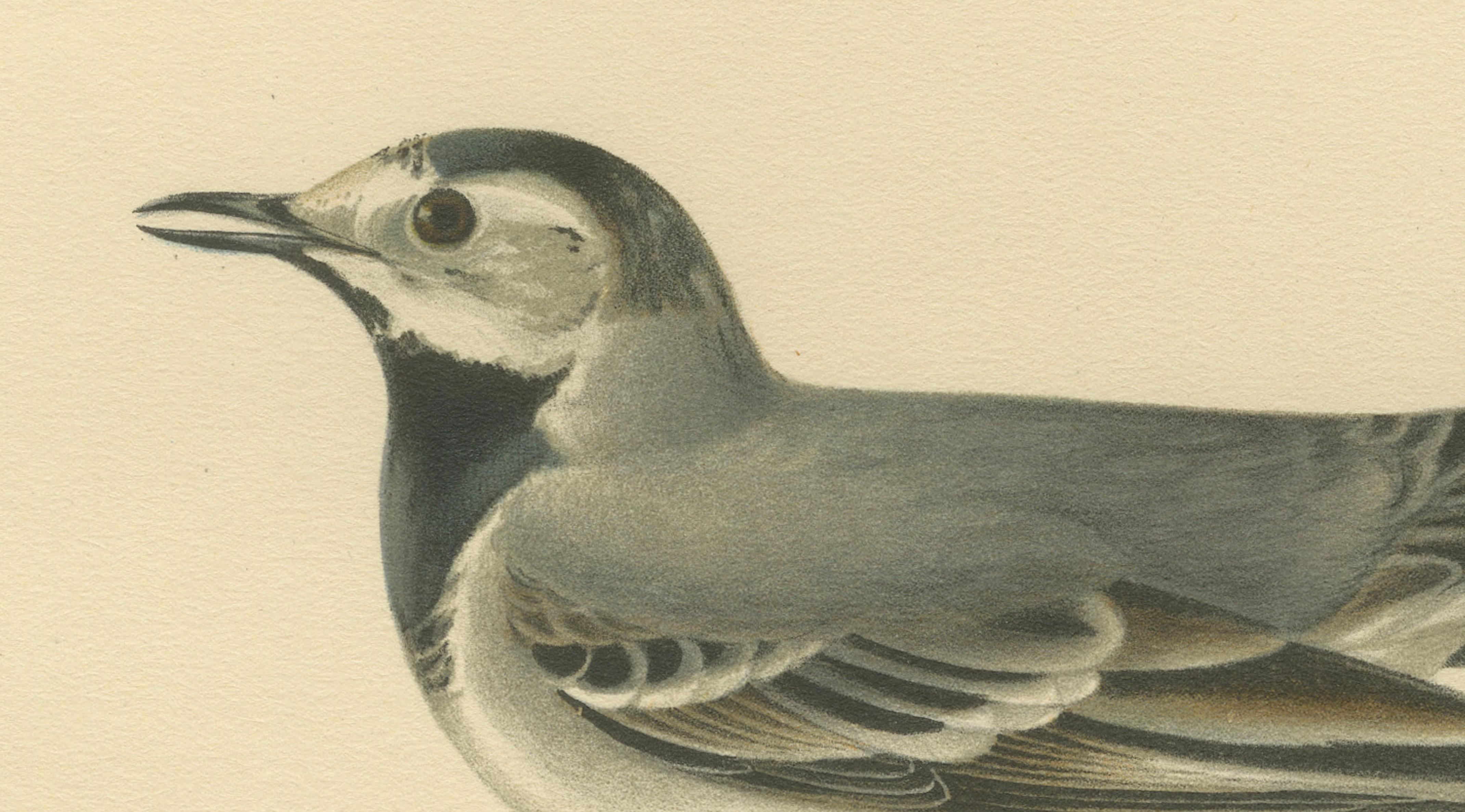 Minimalist Nordic Bird Lithograph Pair, Scandinavian Natural History, 1929