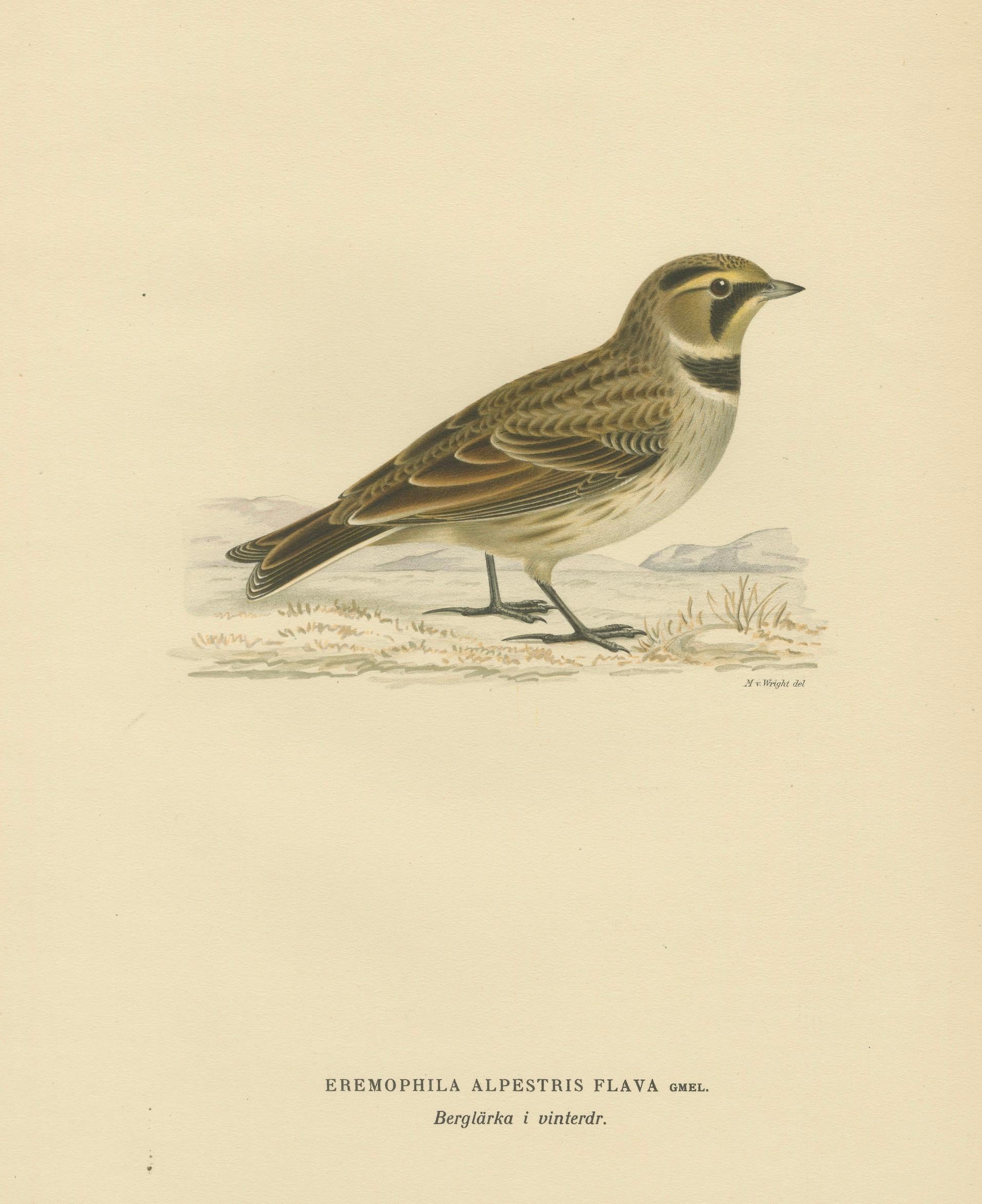 Minimalist Nordic Bird Lithograph Pair, Scandinavian Natural History, 1929