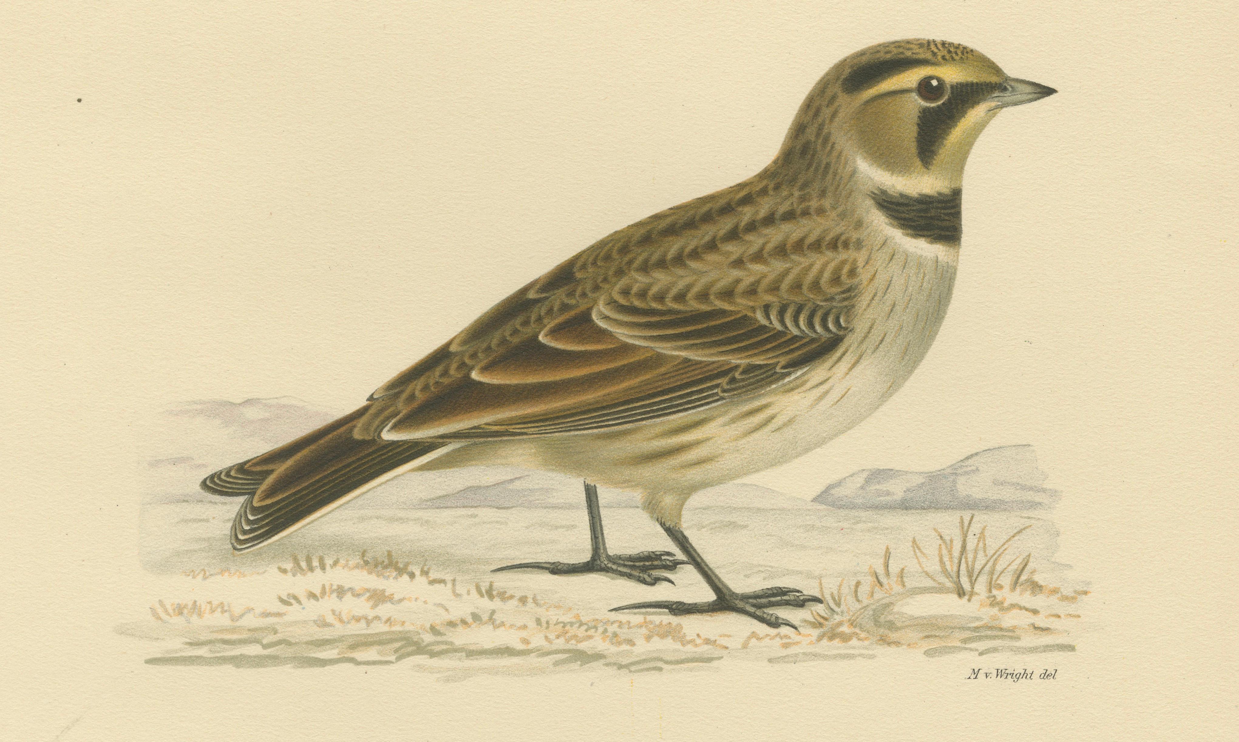 Minimalist Nordic Bird Lithograph Pair, Scandinavian Natural History, 1929