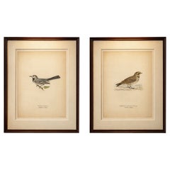 Minimalist Nordic Bird Lithograph Pair, Scandinavian Natural History, 1929