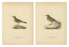 Minimalist Scandinavian Bird Lithographs — Nordic Alpine Pipit Study Pair, 1929