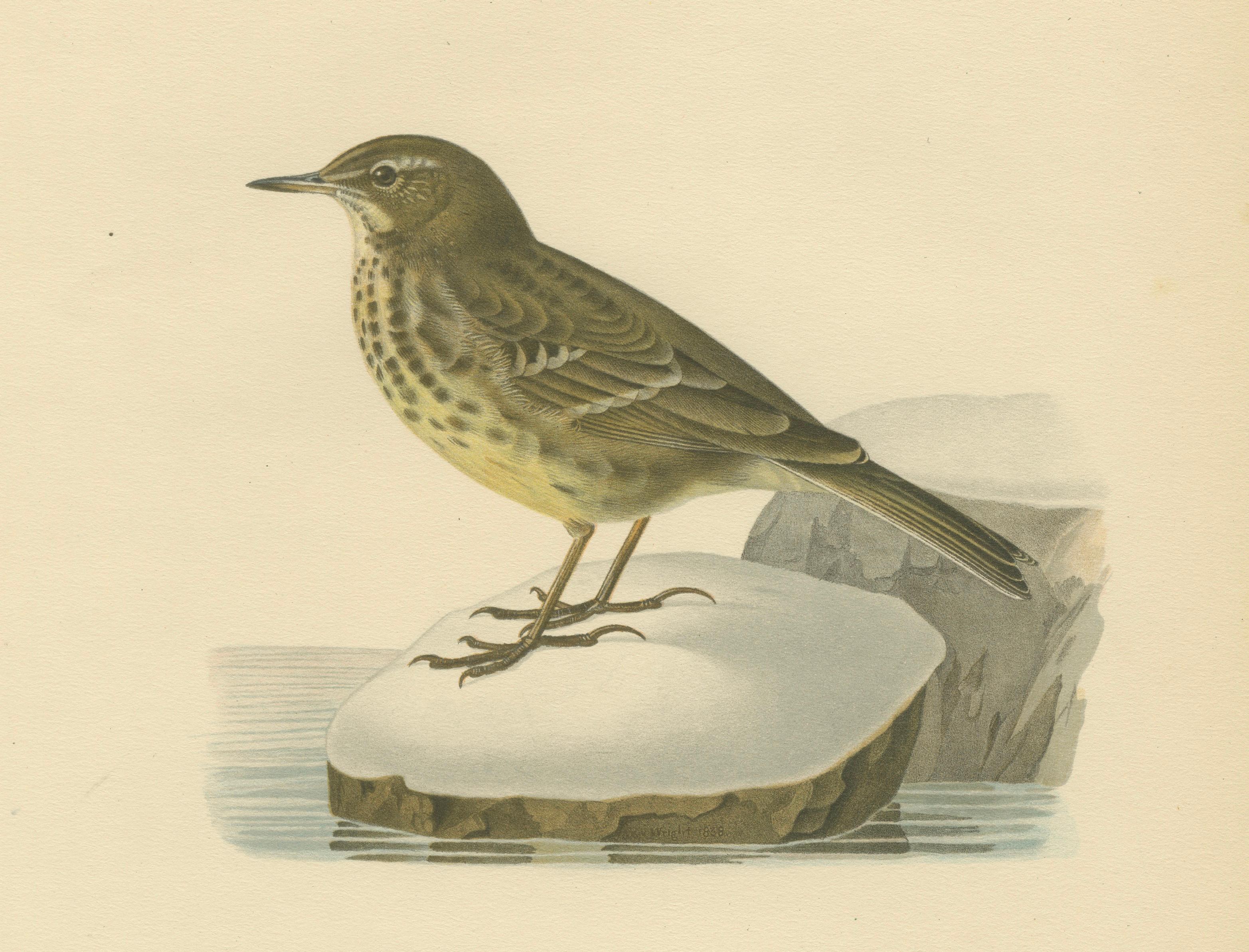 Minimalist Scandinavian Bird Lithographs — Nordic Alpine Pipit Study Pair, 1929