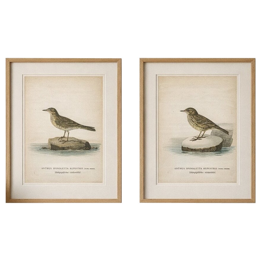Minimalist Scandinavian Bird Lithographs — Nordic Alpine Pipit Study Pair, 1929 For Sale