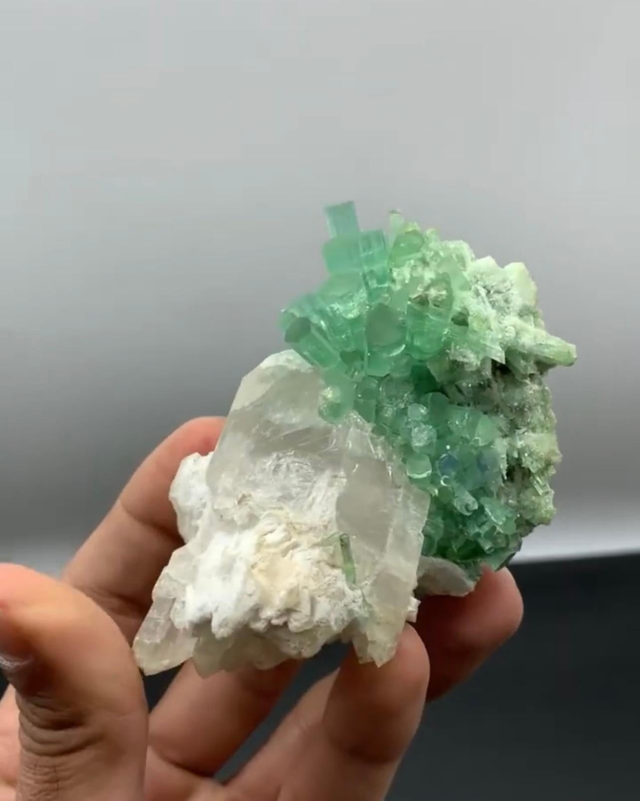 Product Information:

Specimen Name: Tourmaline Crystals on Quartz
Weight: 283 grams
Dimensions: H: 7.3 x W: 7 x D: 7.7 cm
Treatment: None
Origin: Dara I Pech, Chappa Dara District, Kunnar Province, Afghanistan 

Description:

This exquisite