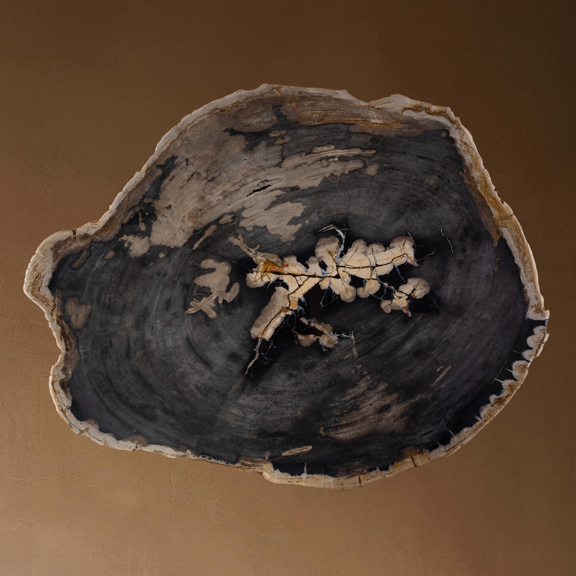 Miocene era Petrified Wood Coffee Table, Natural Shape, with Metal Base For Sale 1
