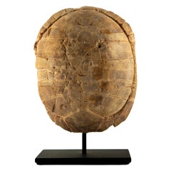 Miocene Fossilized Turtle Carapace on Iron Stand, 5–23 Million Years Old