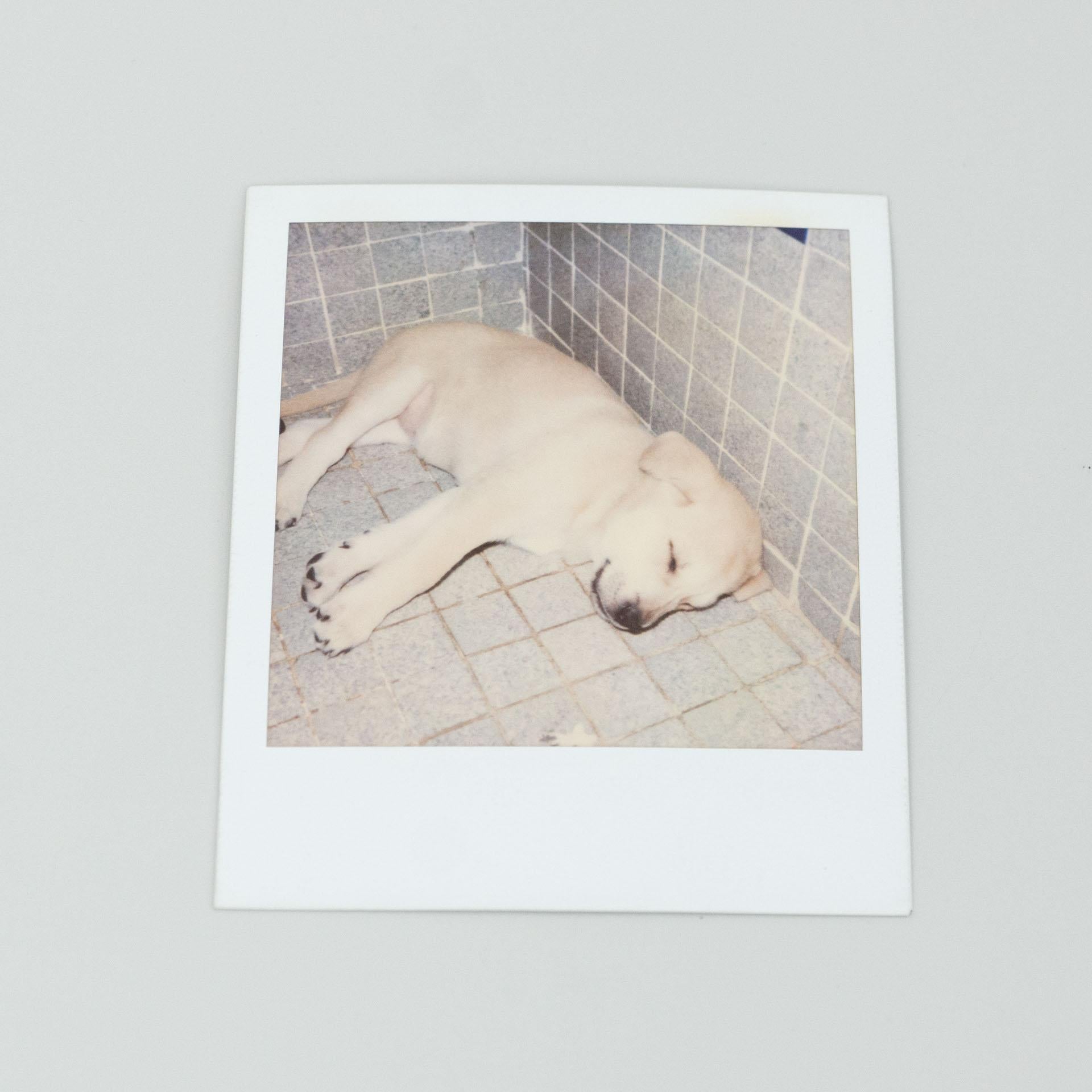 Miquel Arnal Set of Polaroid Photographs For Sale 3