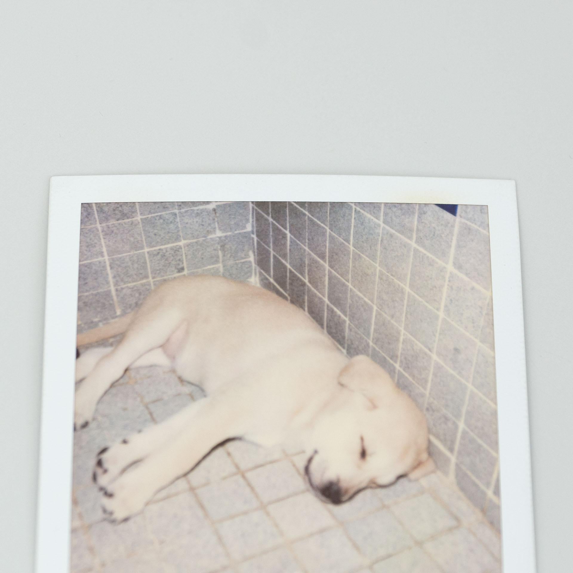 Miquel Arnal Set of Polaroid Photographs For Sale 4