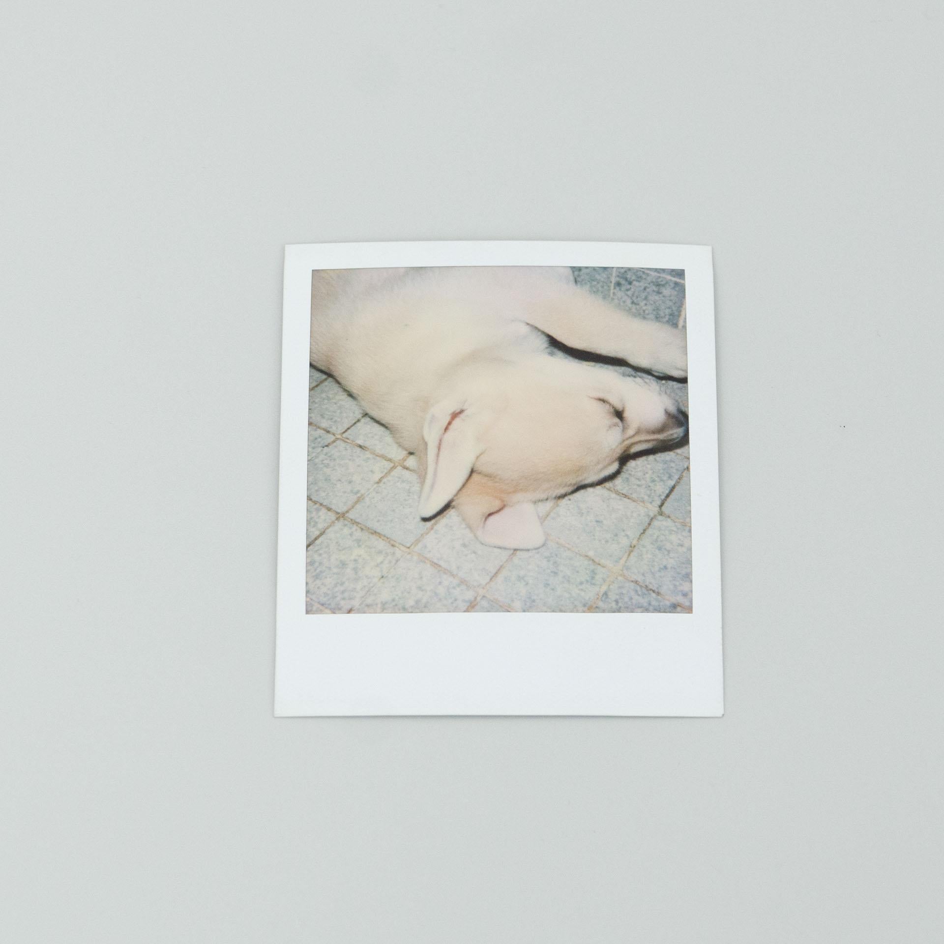 Post-Modern Miquel Arnal Set of Polaroid Photographs For Sale