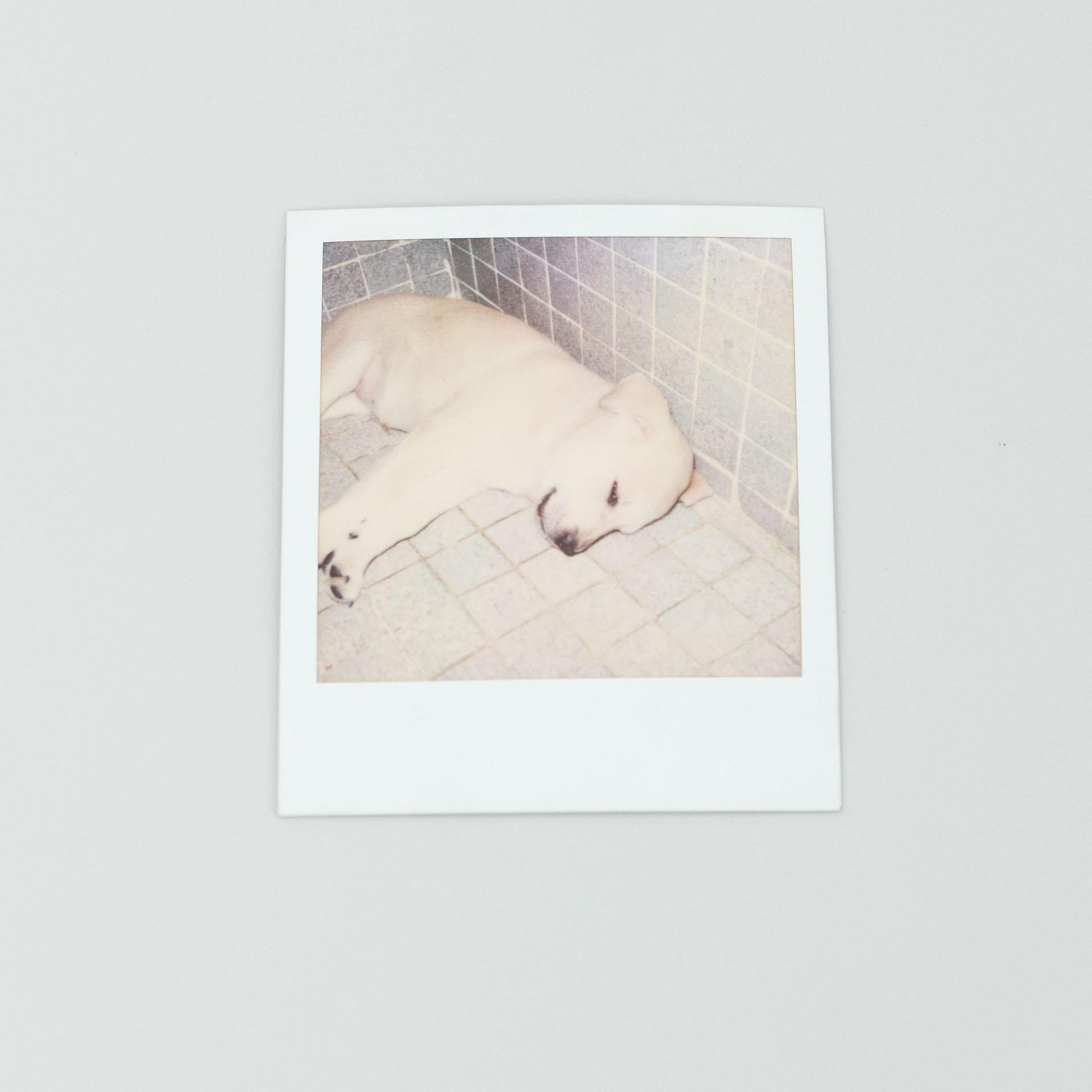 Post-Modern Miquel Arnal Set of Polaroid Photographs For Sale