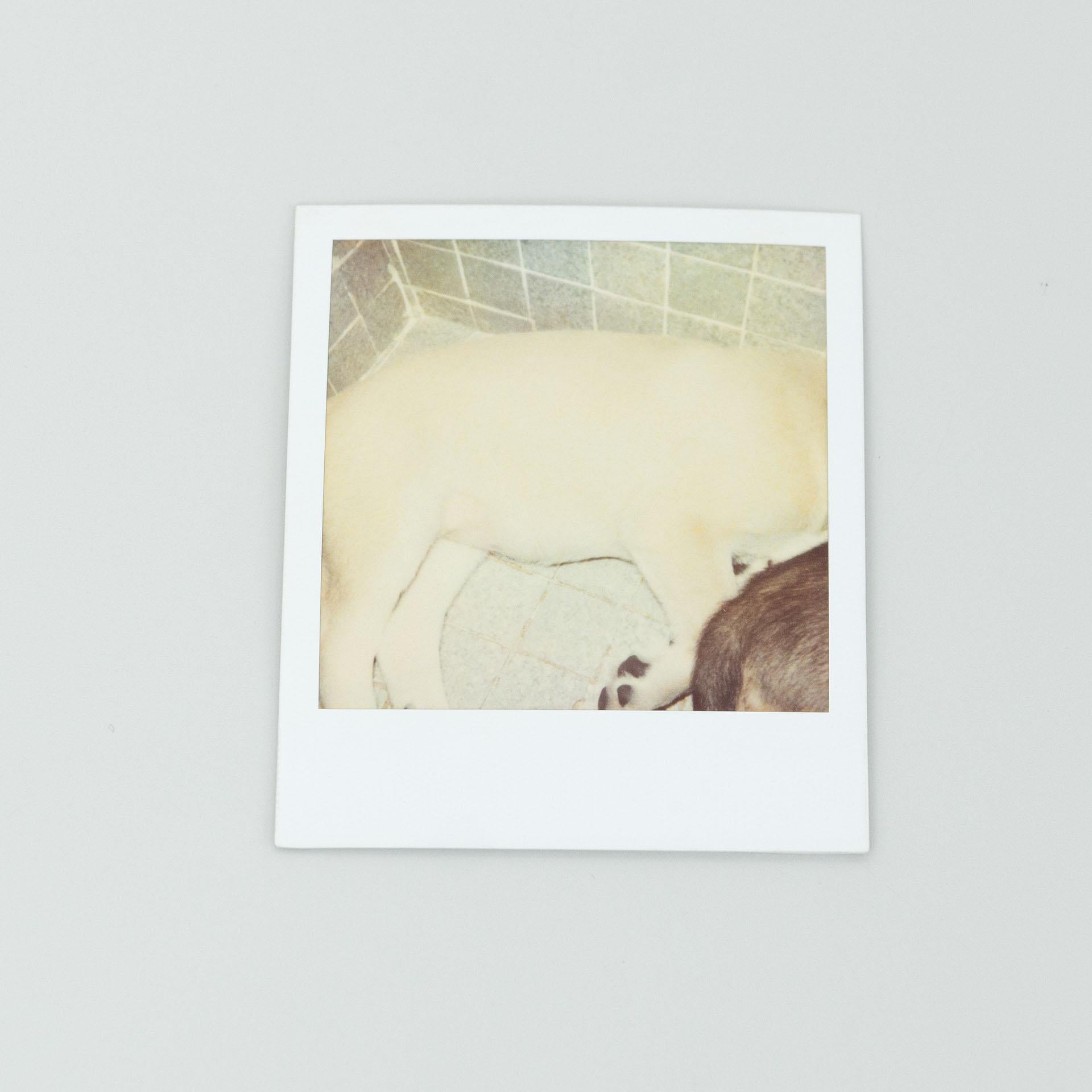 Post-Modern Miquel Arnal Set of Polaroid Photographs