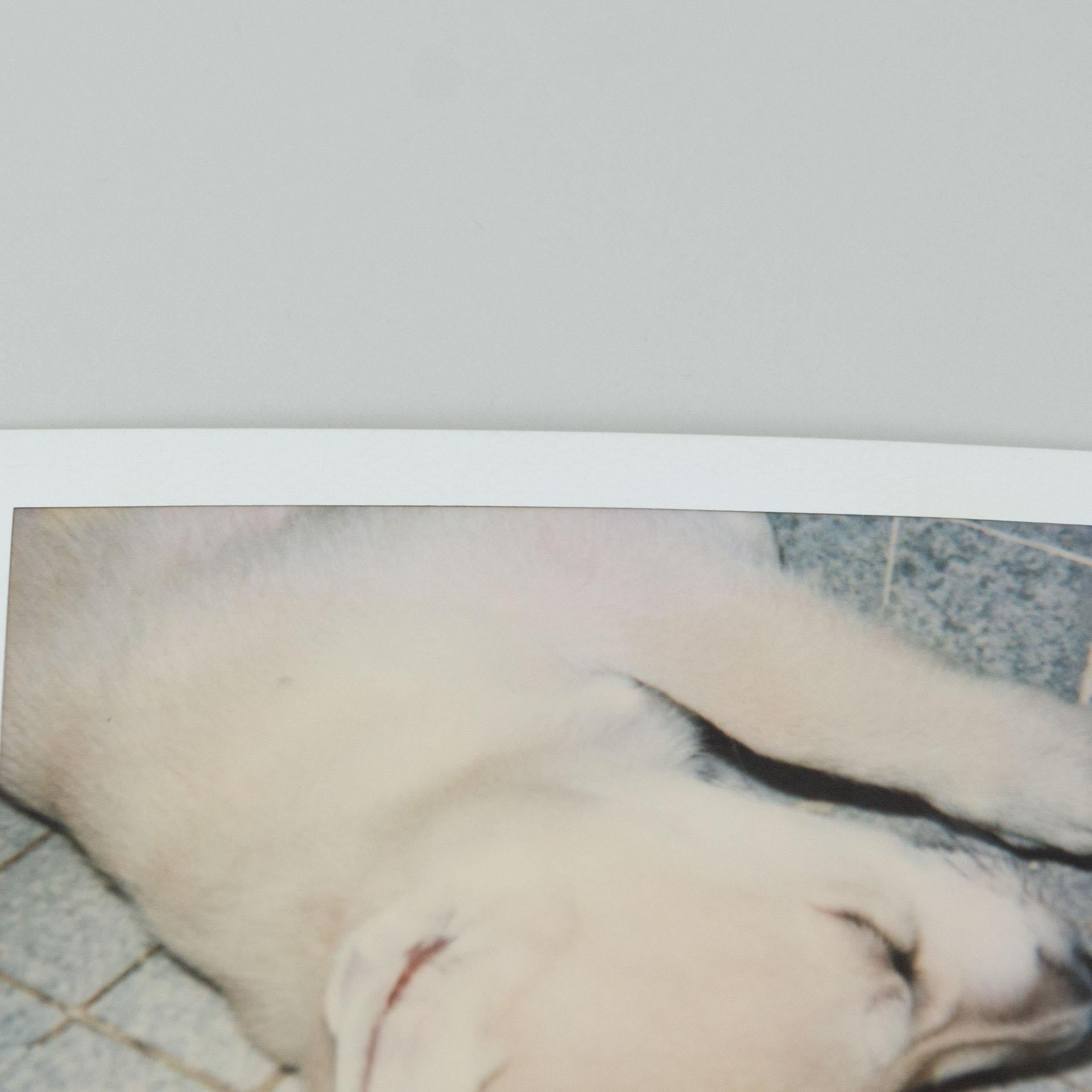 Spanish Miquel Arnal Set of Polaroid Photographs For Sale