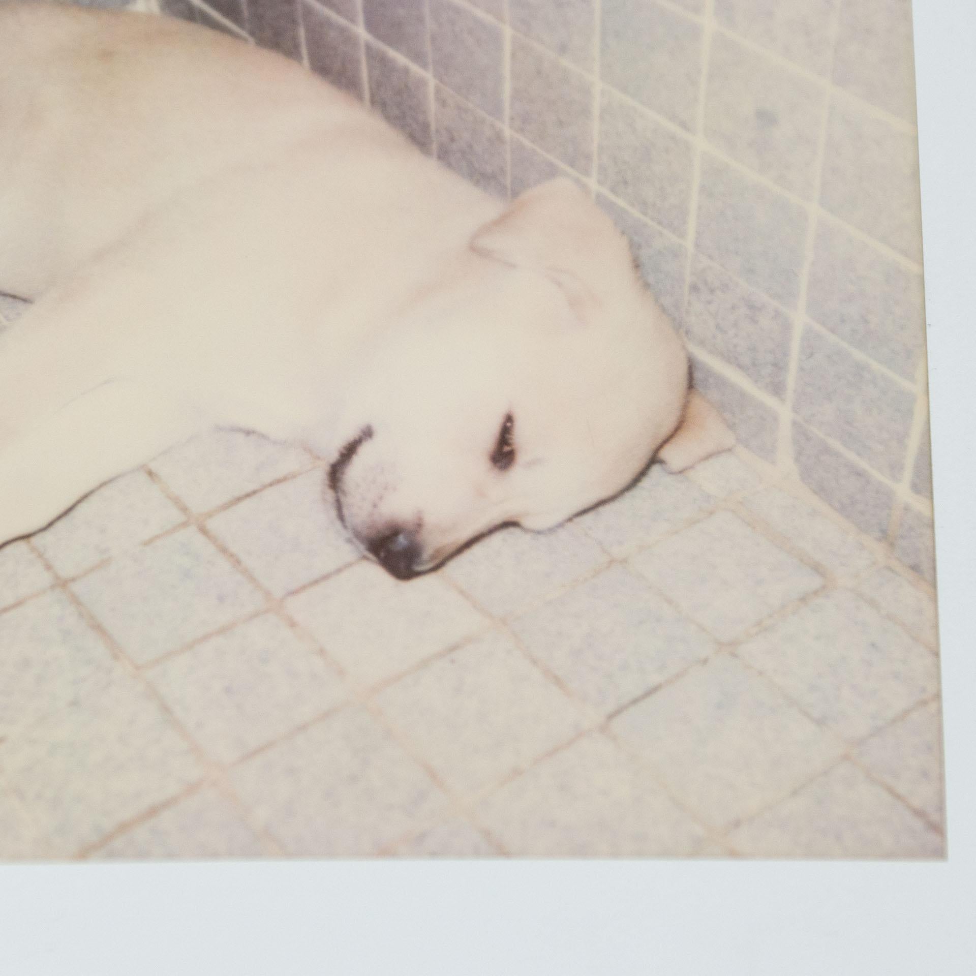 Ensemble de photographies polaroïdiques Miquel Arnal Bon état - En vente à Barcelona, Barcelona