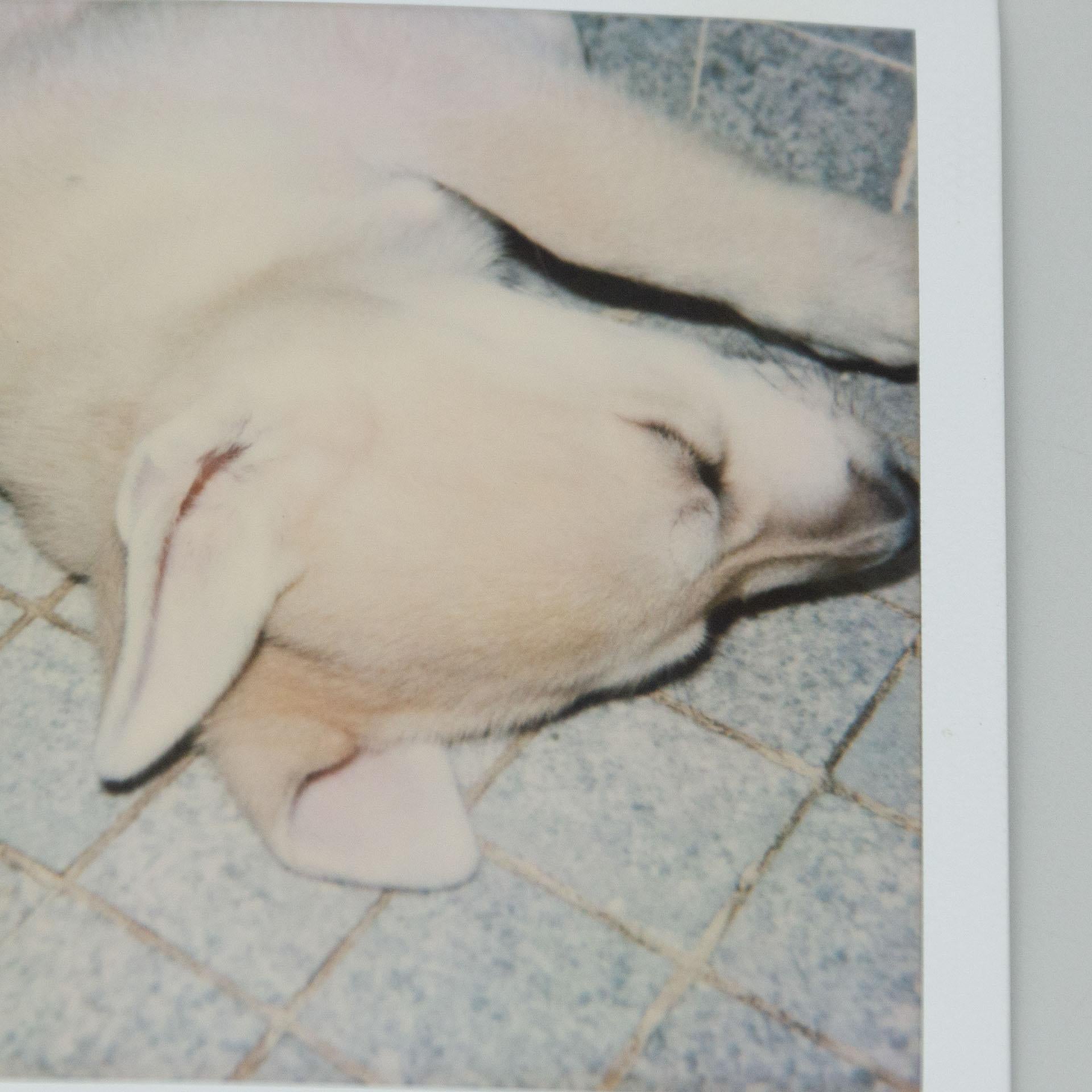 Late 20th Century Miquel Arnal Set of Polaroid Photographs For Sale