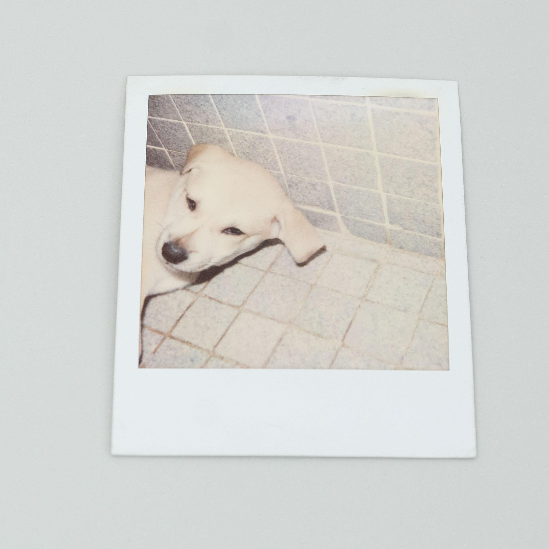 Fin du 20e siècle Ensemble de photographies polaroïdiques Miquel Arnal en vente