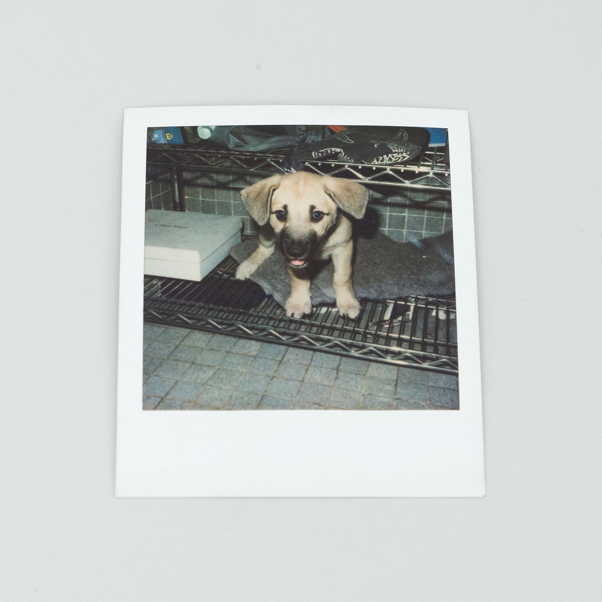 Paper Miquel Arnal Set of Polaroid Photographs For Sale