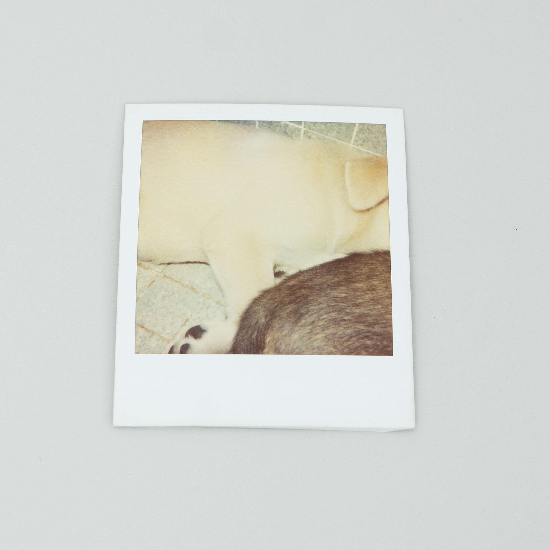 Paper Miquel Arnal Set of Polaroid Photographs