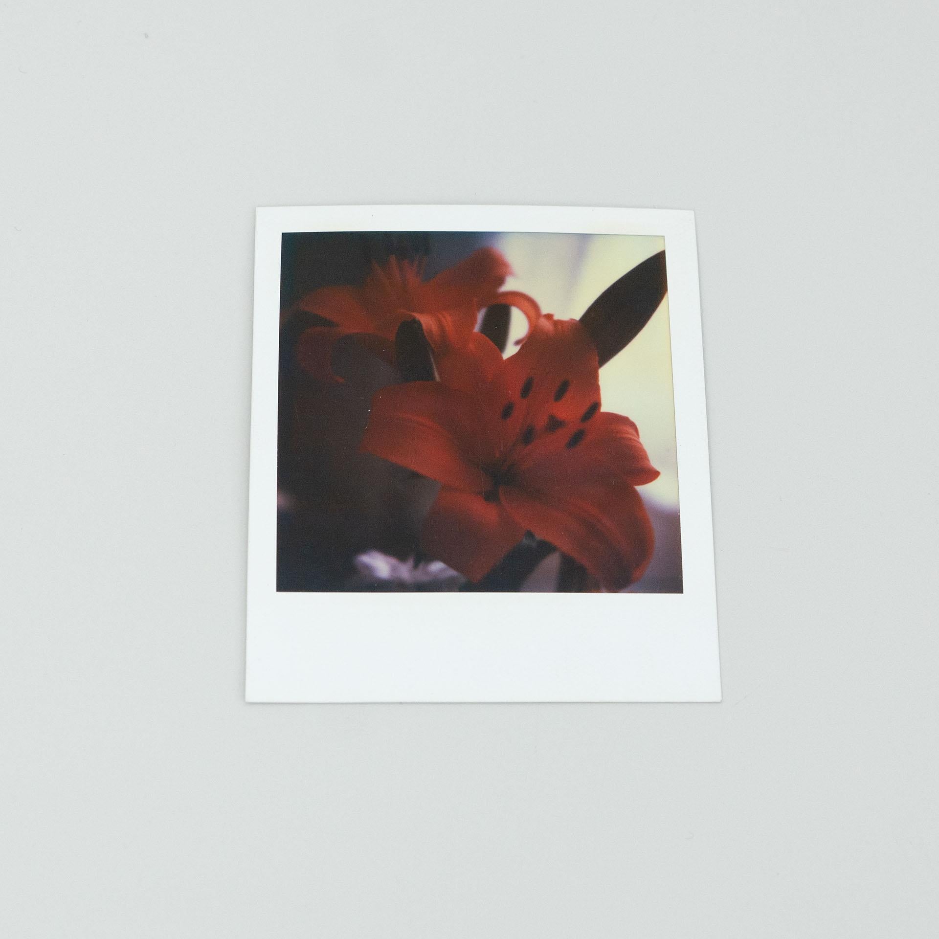 Miquel Arnal Set of Polaroid Photographs For Sale 1