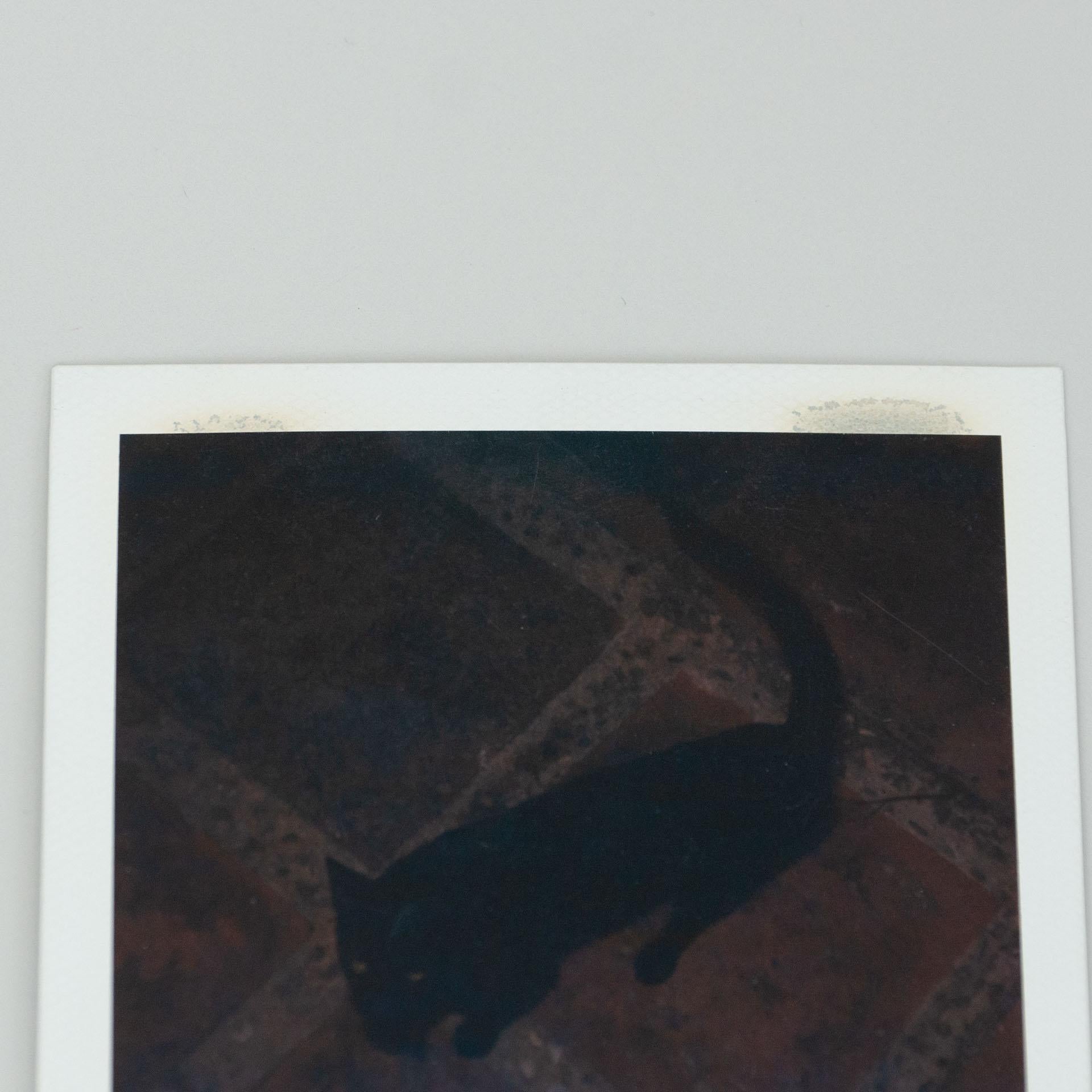 Miquel Arnal Set of Polaroid Photographs For Sale 1