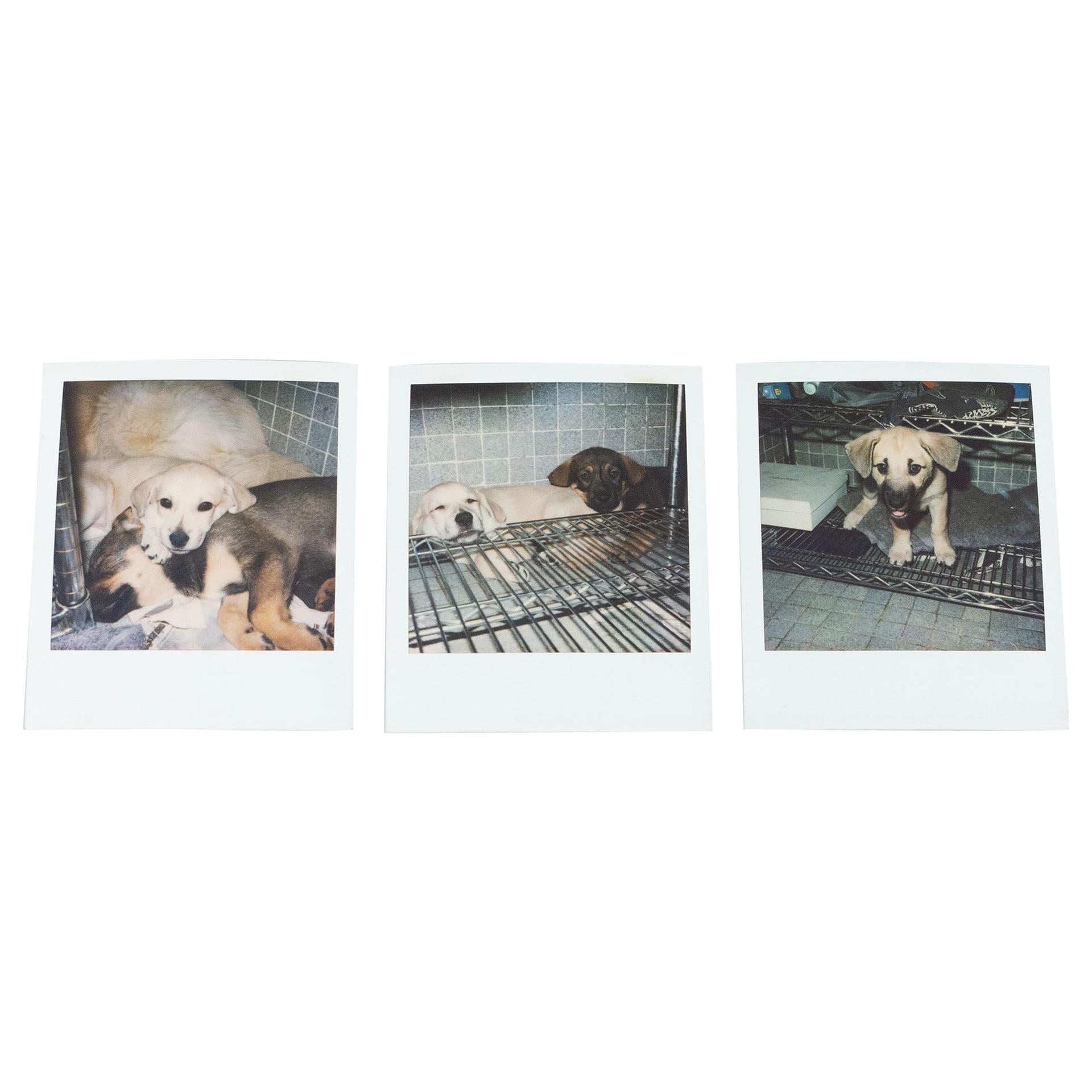 Miquel Arnal Set of Polaroid Photographs For Sale