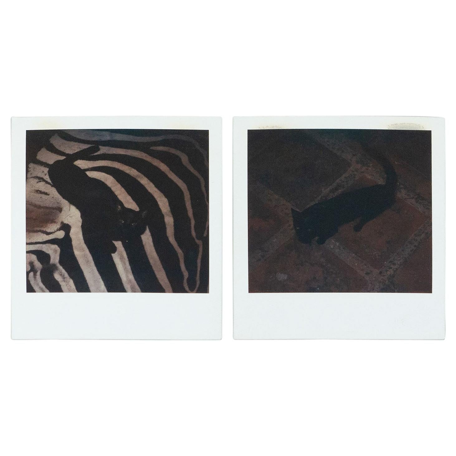 Miquel Arnal Set of Polaroid Photographs For Sale