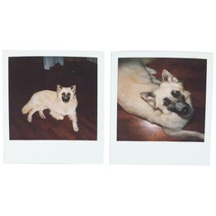 Vintage Miquel Arnal Set of Polaroid Photographs