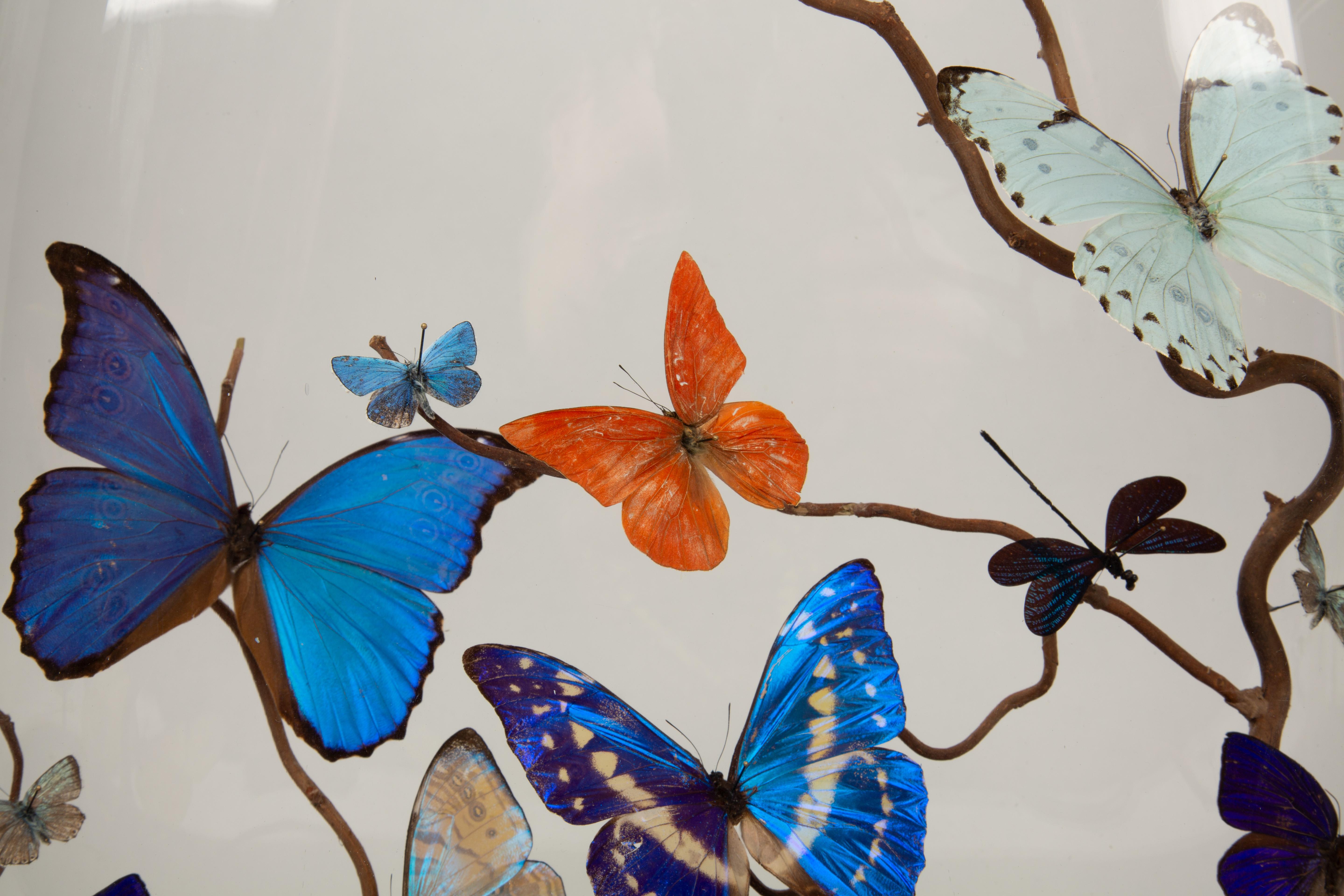 Napoleon III Mirage: 19th-Century Glass Dome with New Shimmering Butterflies
