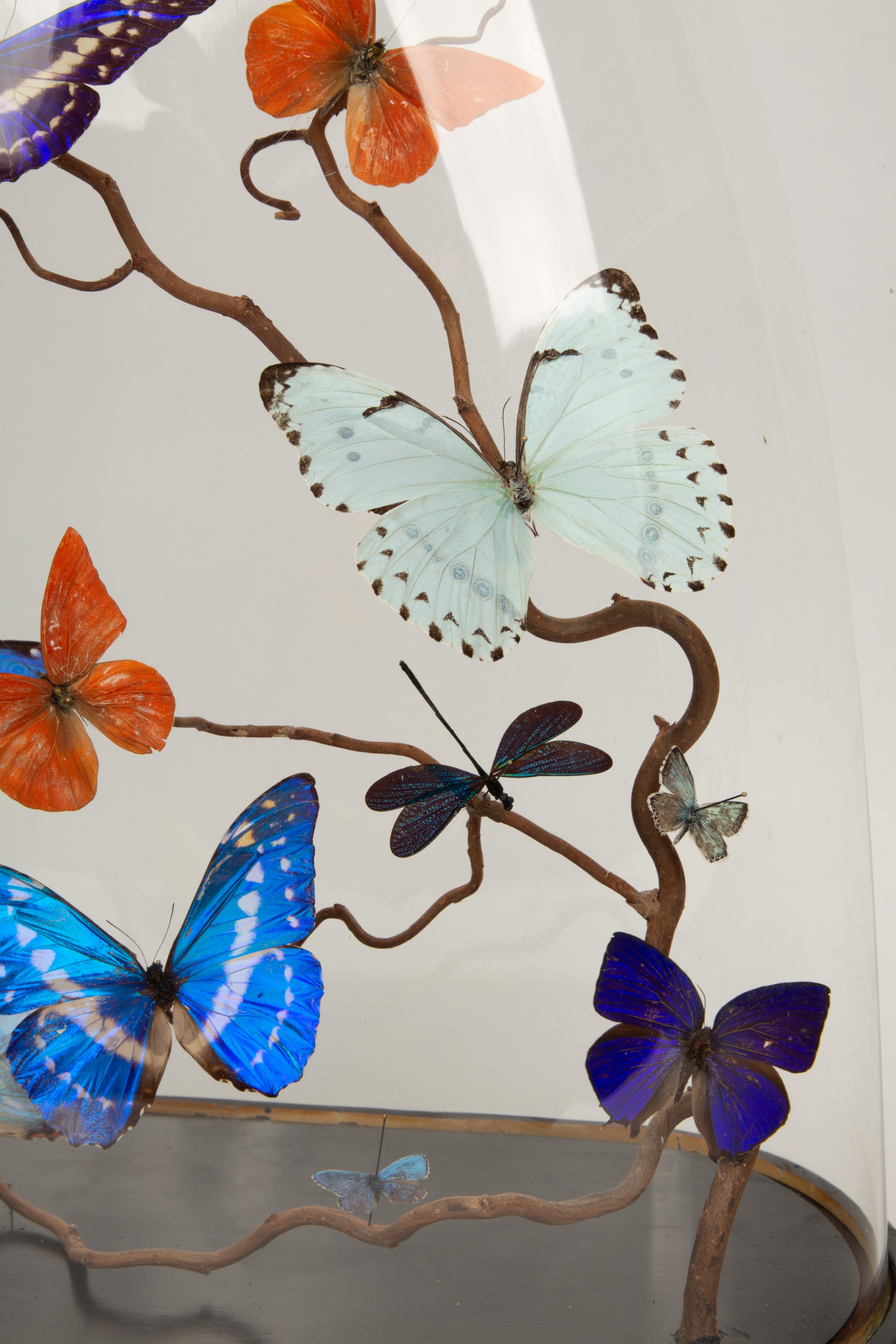 American Mirage: 19th-Century Glass Dome with New Shimmering Butterflies