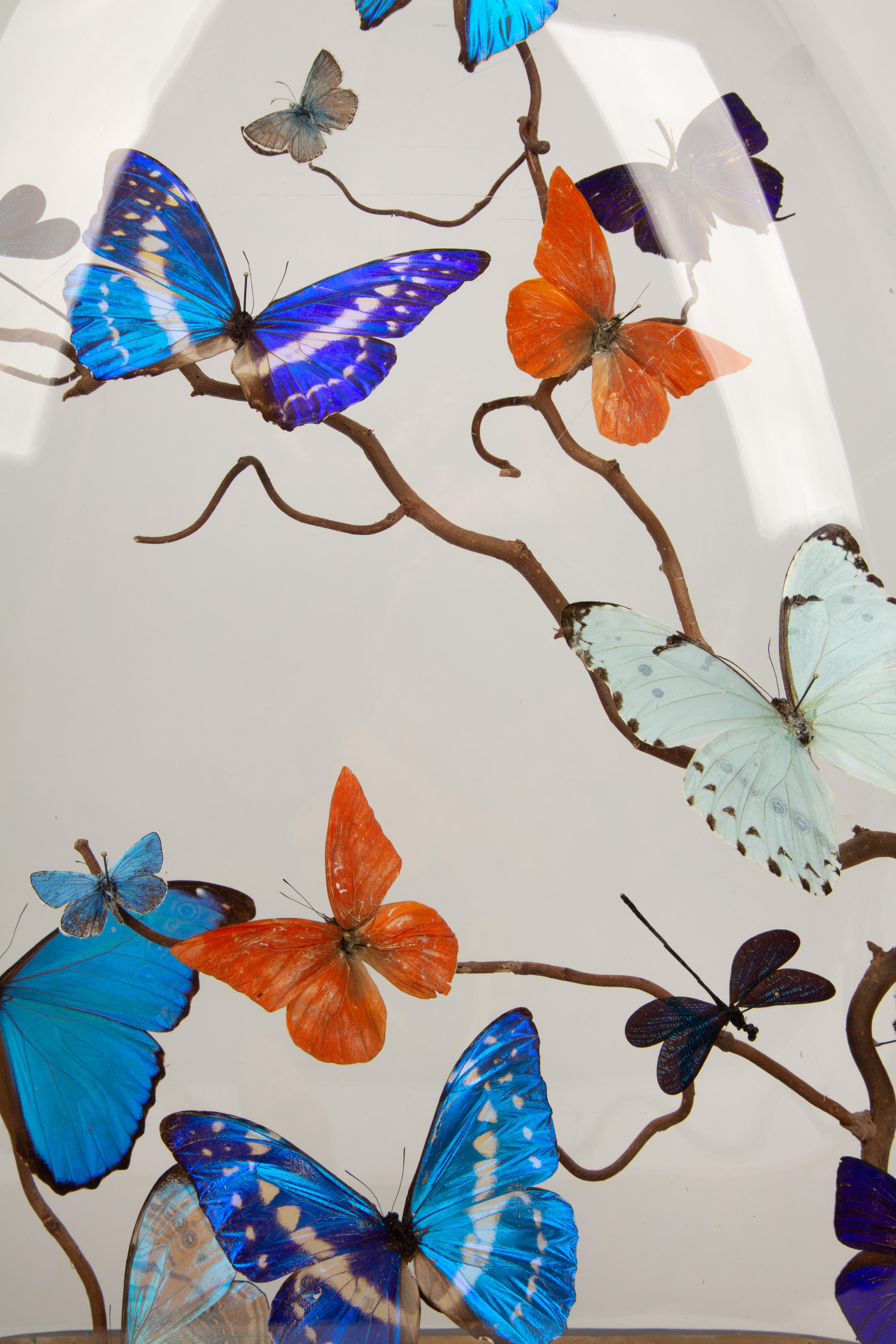 Mirage: 19th-Century Glass Dome with New Shimmering Butterflies In Good Condition In New York, NY