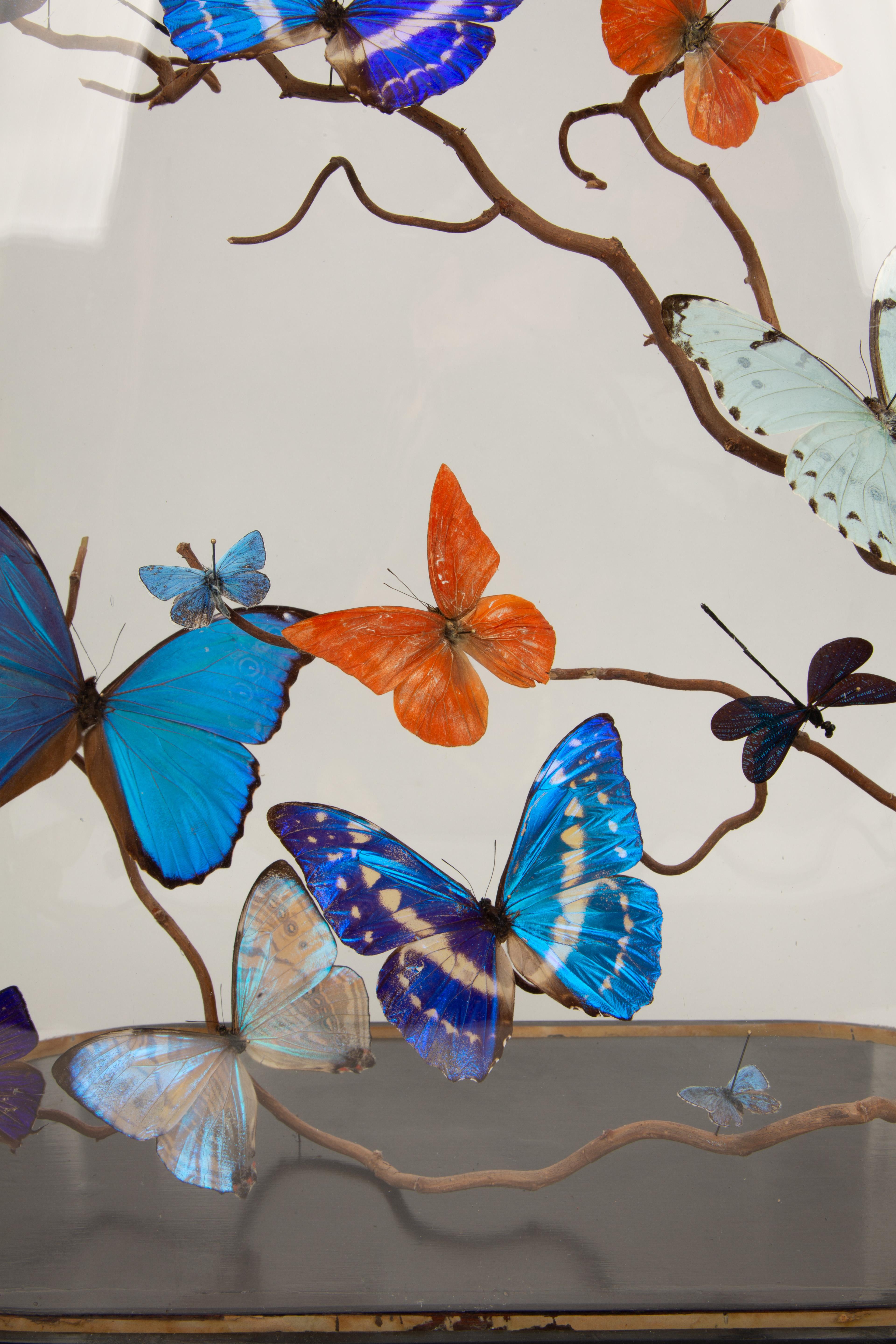 19th Century Mirage: 19th-Century Glass Dome with New Shimmering Butterflies