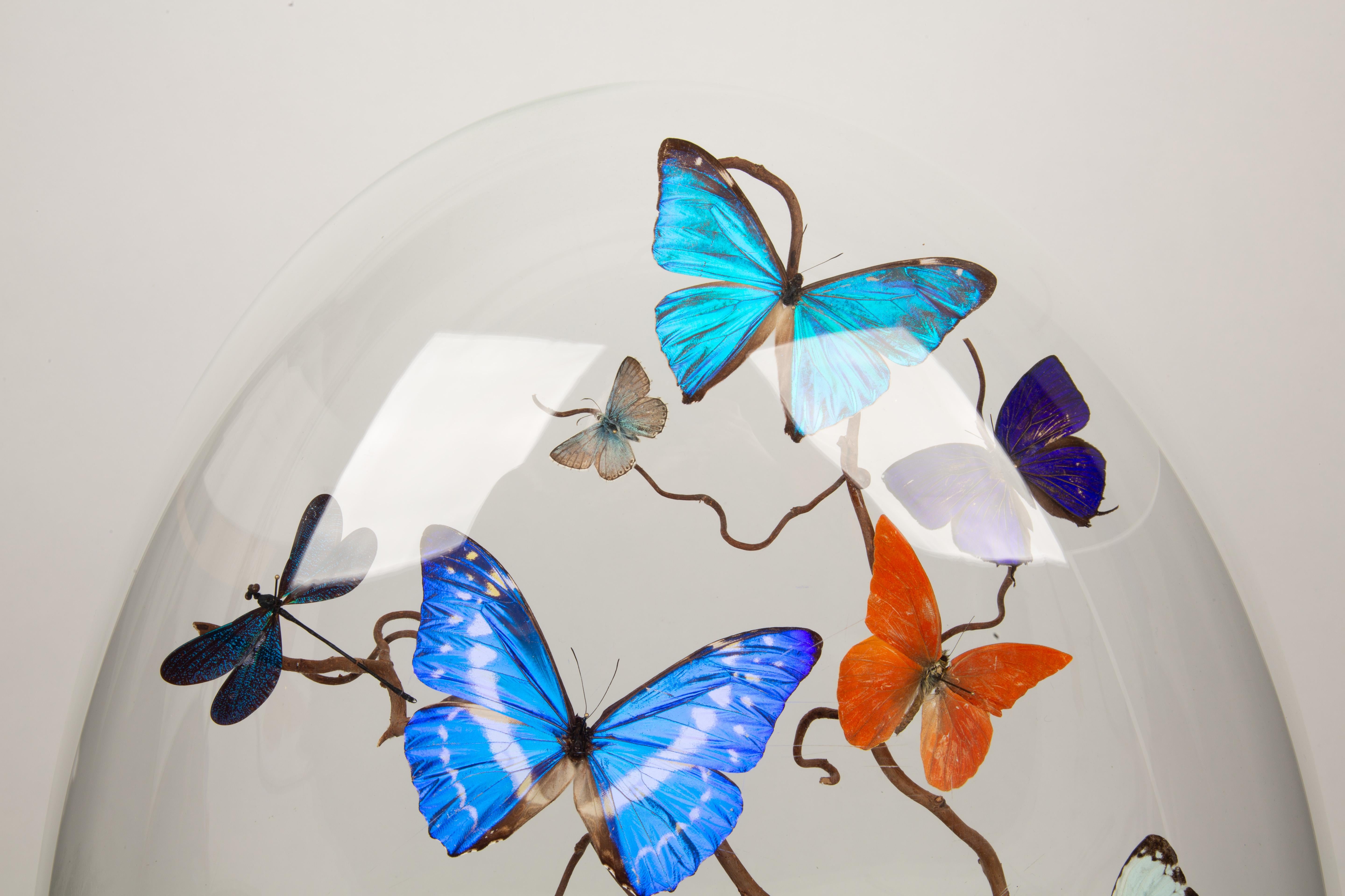 Mirage: 19th-Century Glass Dome with New Shimmering Butterflies 1