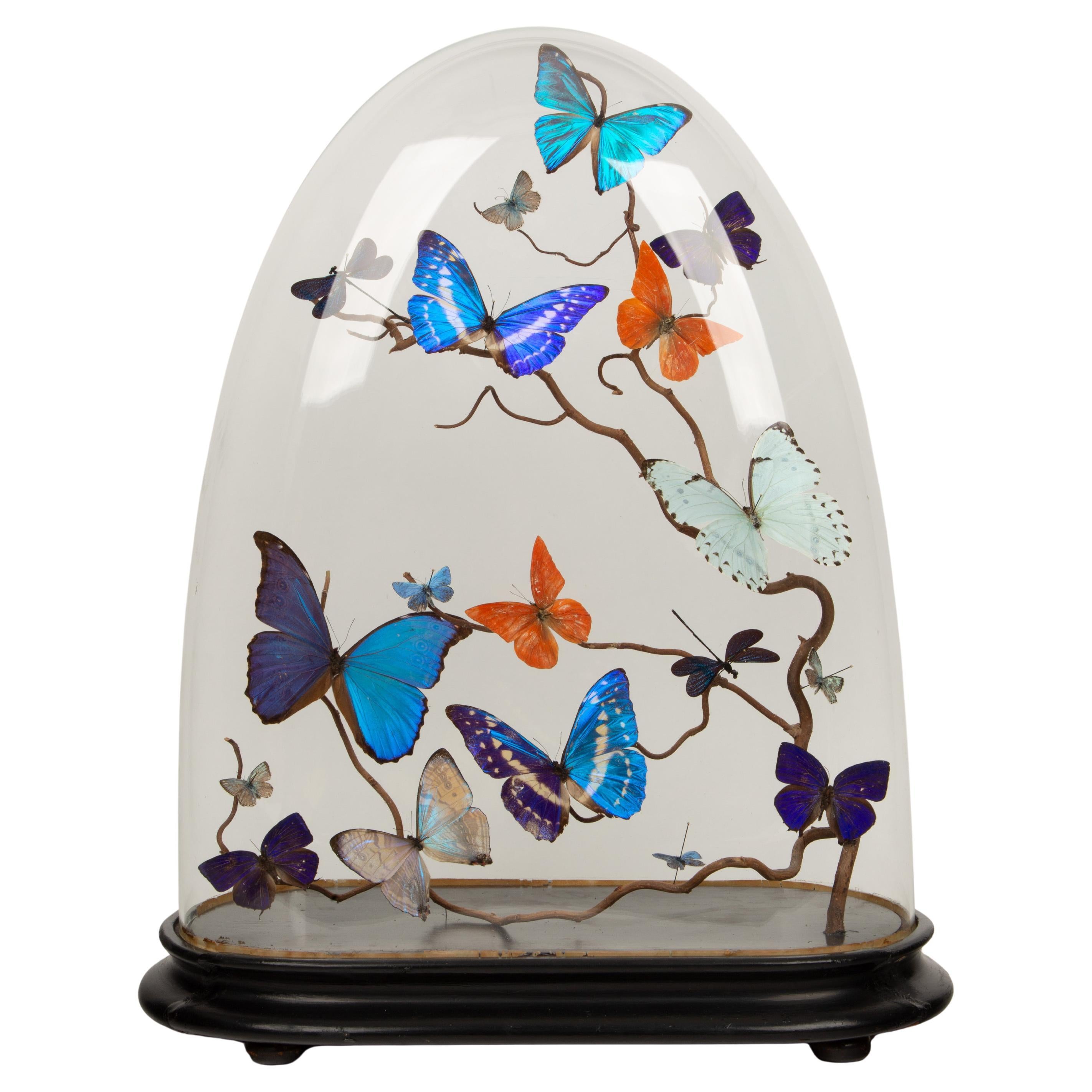 Mirage: 19th-Century Glass Dome with New Shimmering Butterflies