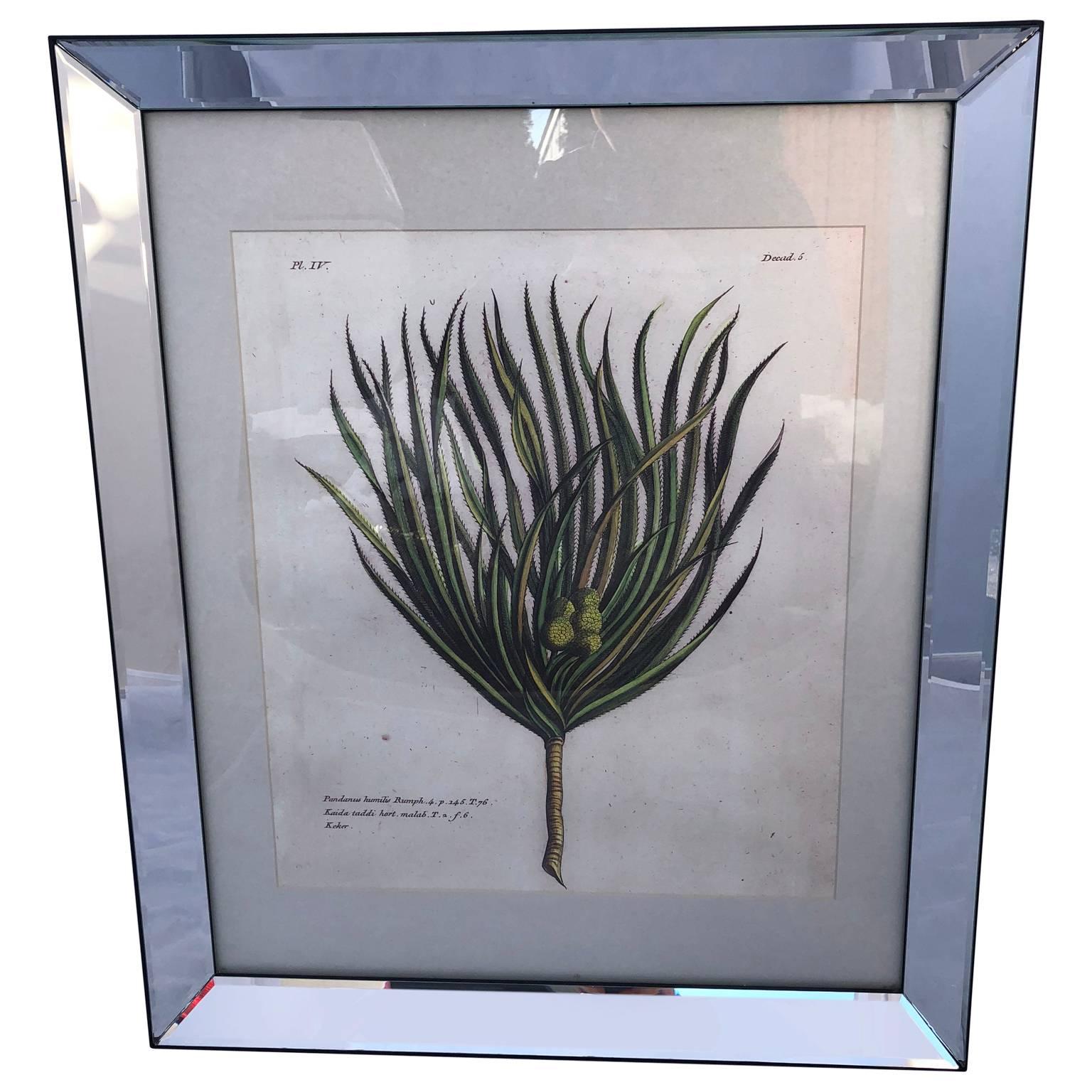 19th century hand colored botanical engraving of a palm tree specimen
Pl. IV.
Decad. 5.
