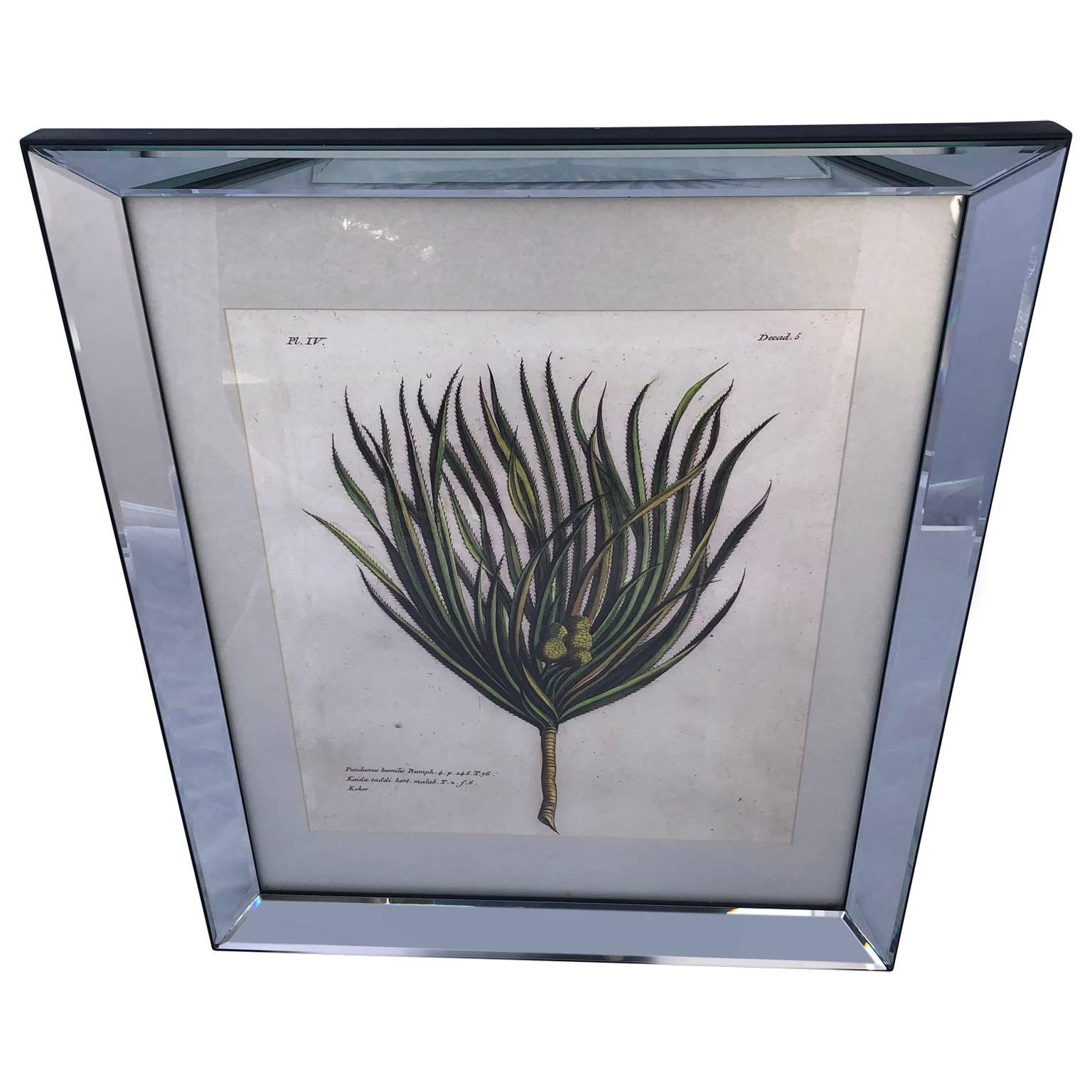 mirror framed botanical prints