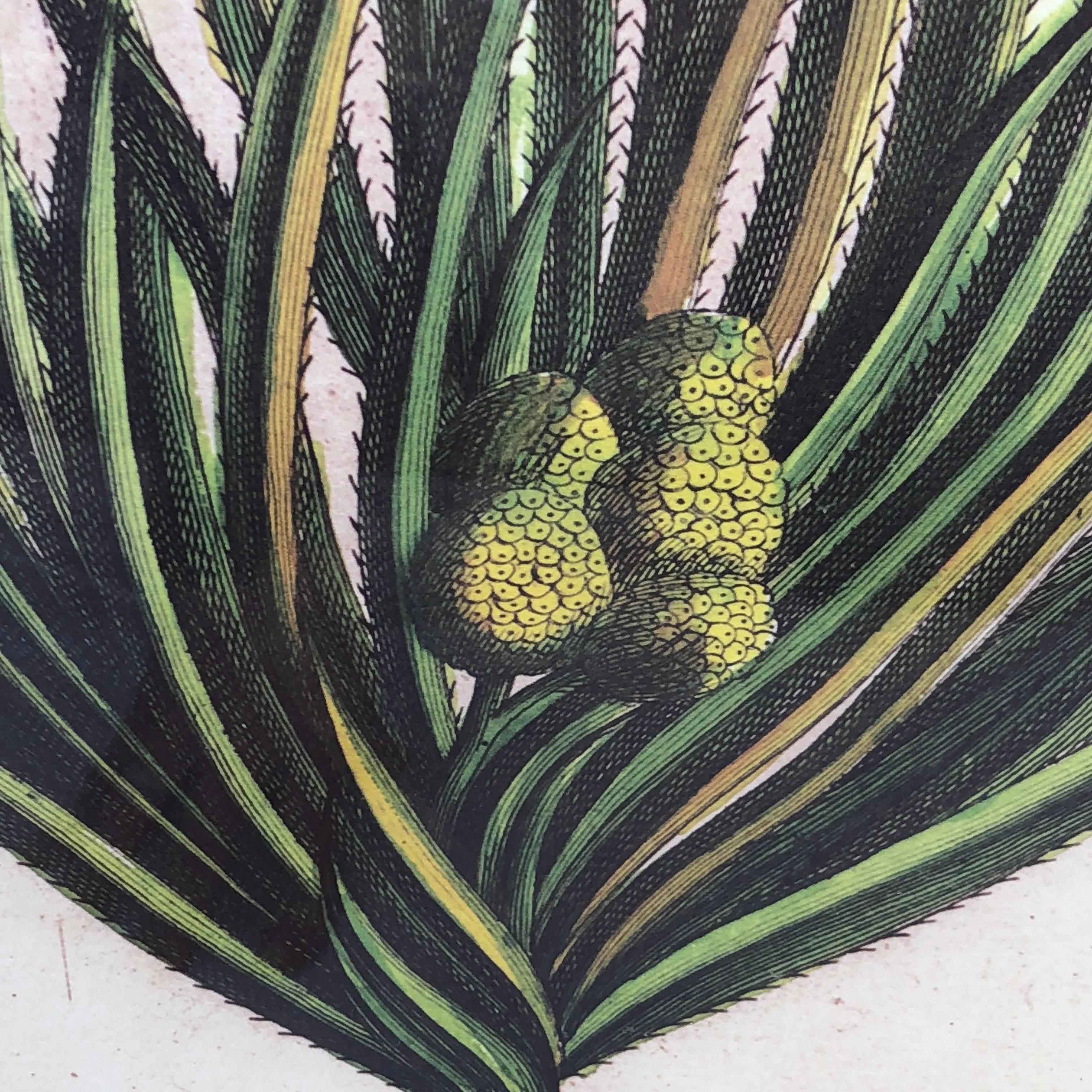 Modern Mirror-Framed Hand Colored Botanical Engraving of Exotic Flora, France