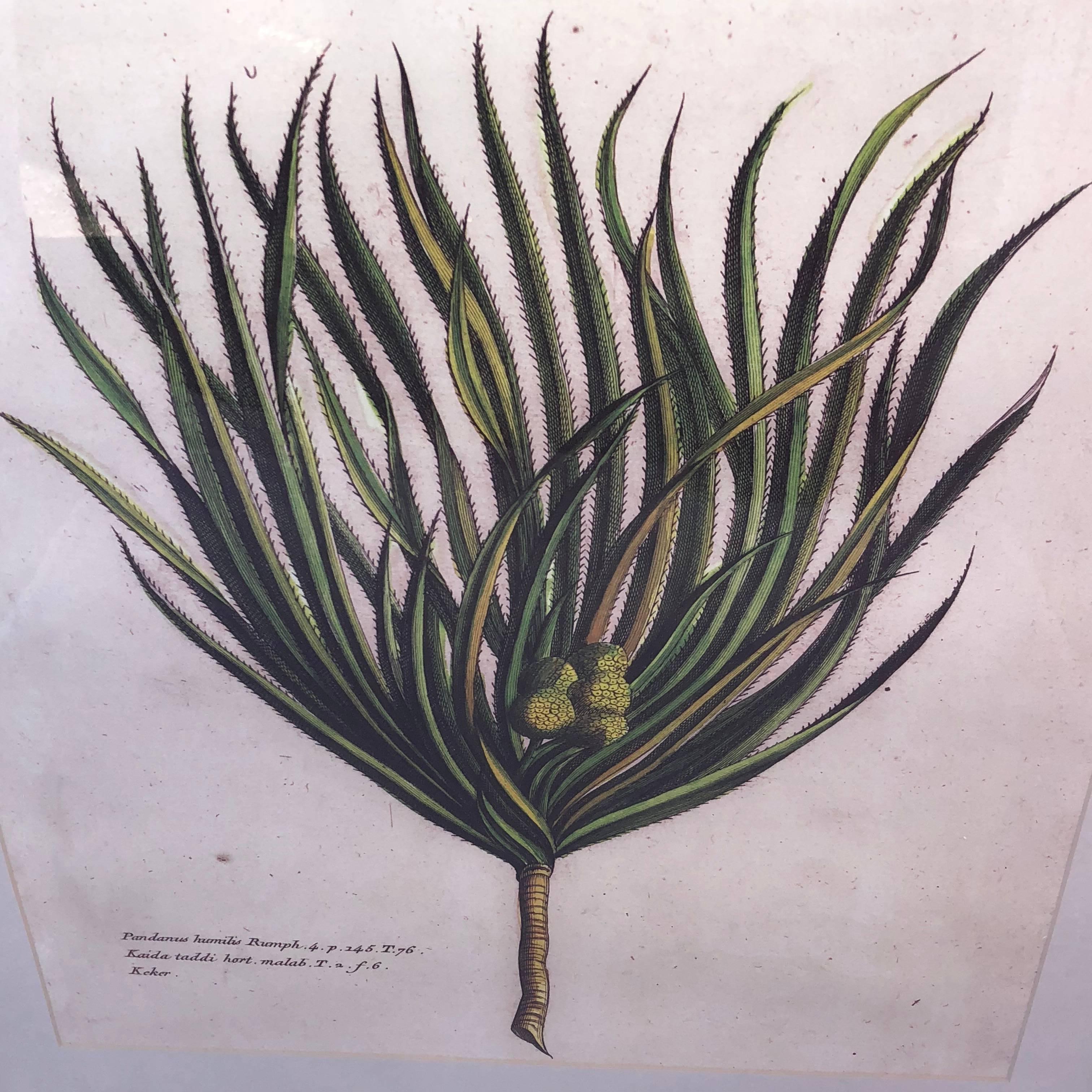 European Mirror-Framed Hand Colored Botanical Engraving of Exotic Flora, France