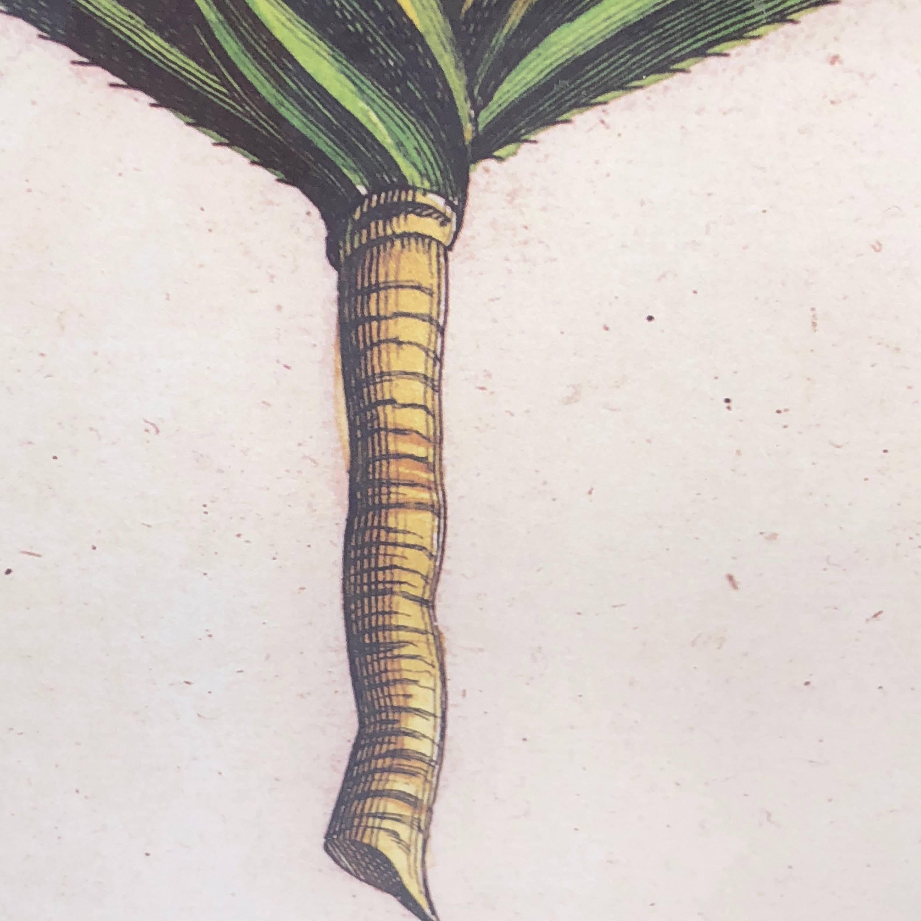 Mirror-Framed Hand Colored Botanical Engraving of Exotic Flora, France In Good Condition In Haddonfield, NJ