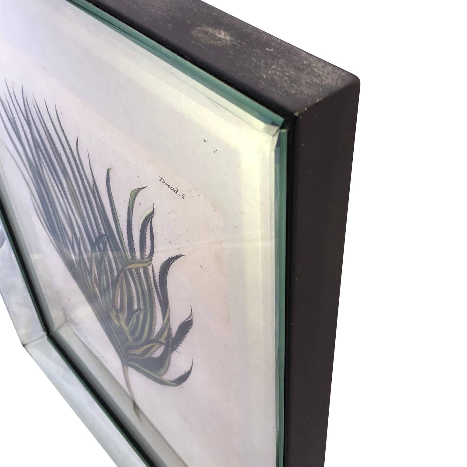 Mirror-Framed Hand Colored Botanical Engraving of Exotic Flora, France 1