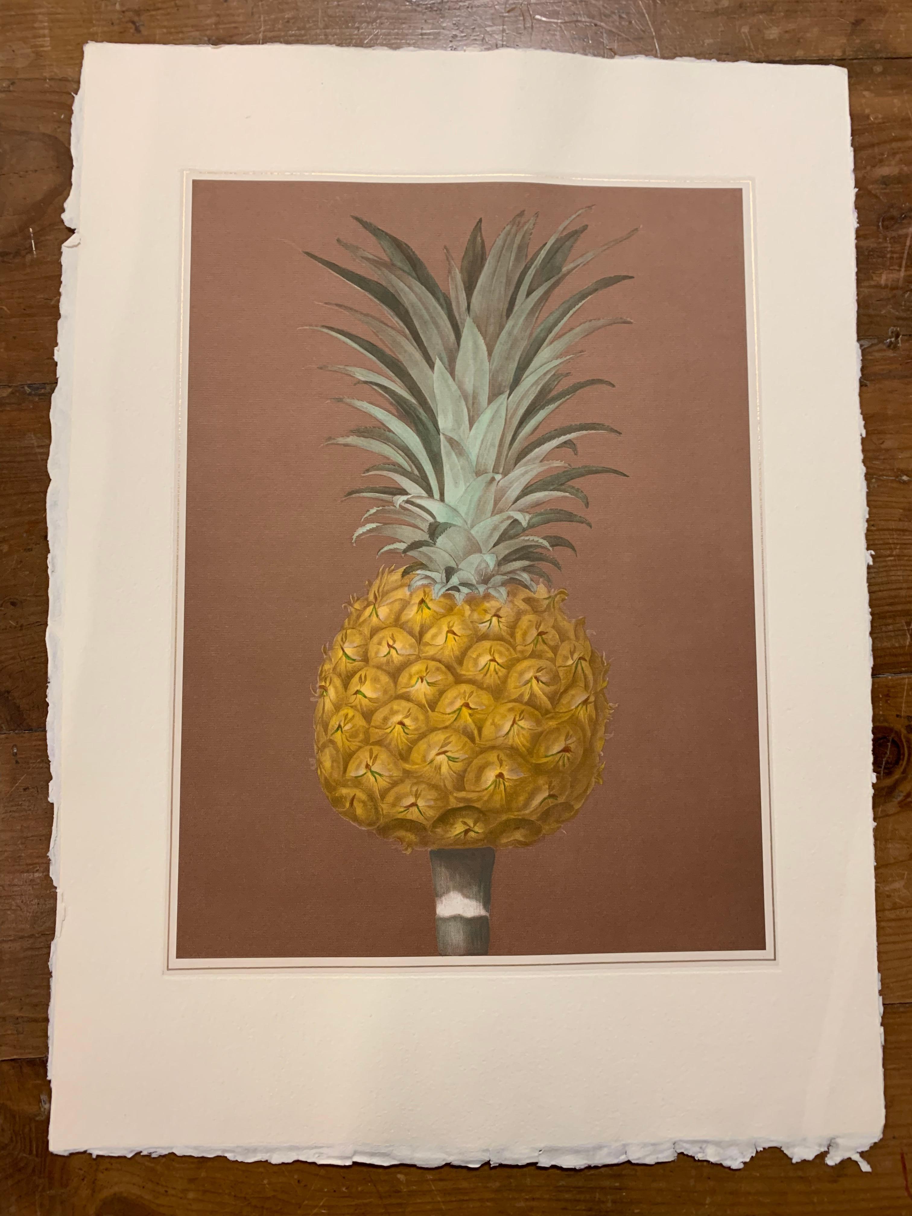 Handcoloured print entirely made in Florence, Italy by master craftsmen using an antique press and artisanal paper and showing a pineapple. The stylish black mat has gold detailing. Frame made with antique mirror inserts and gold leaf border. Two