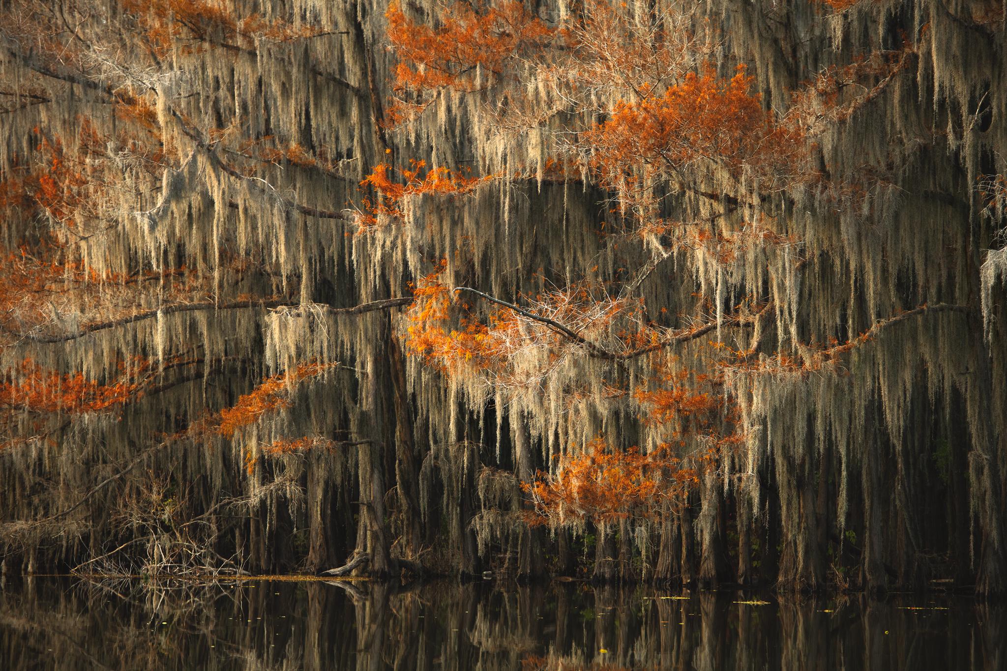 Mital Patel Landscape Photograph - Cyprus Grove - Other sizes available
