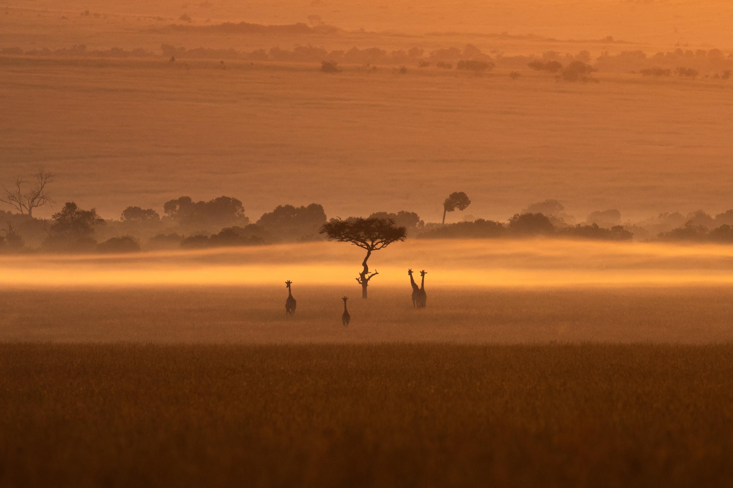 Figurative Photograph di Mital Patel - Giraffe Dawn - Altre misure disponibili