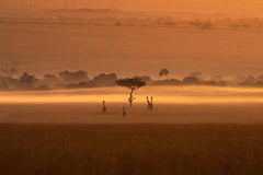 Giraffes Dawn - Andere Größen verfügbar