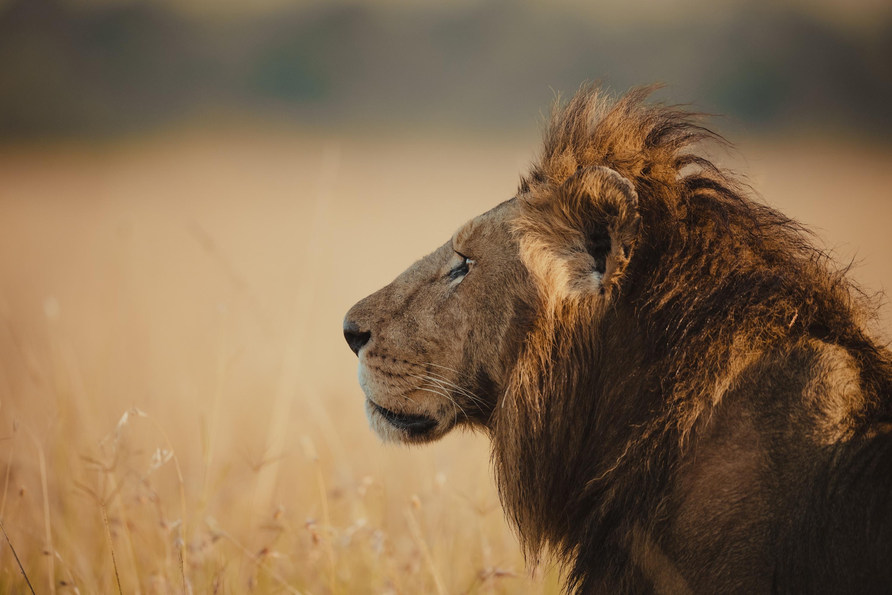 Savanah's Majesty - Other sizes available