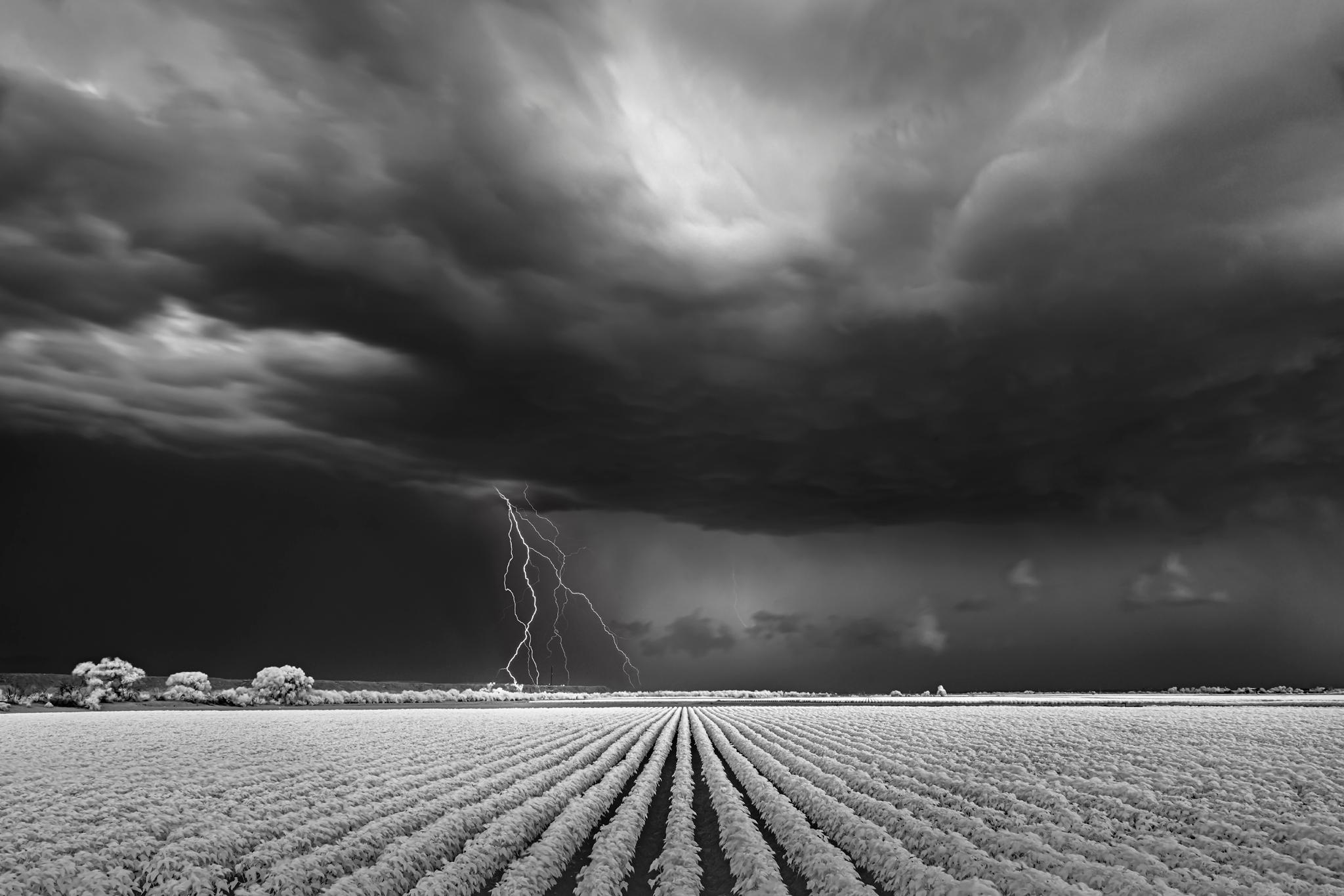 Mitch Dobrowner Black and White Photograph - Lightning/Cotton Field, limited edition photograph, archival, signed 
