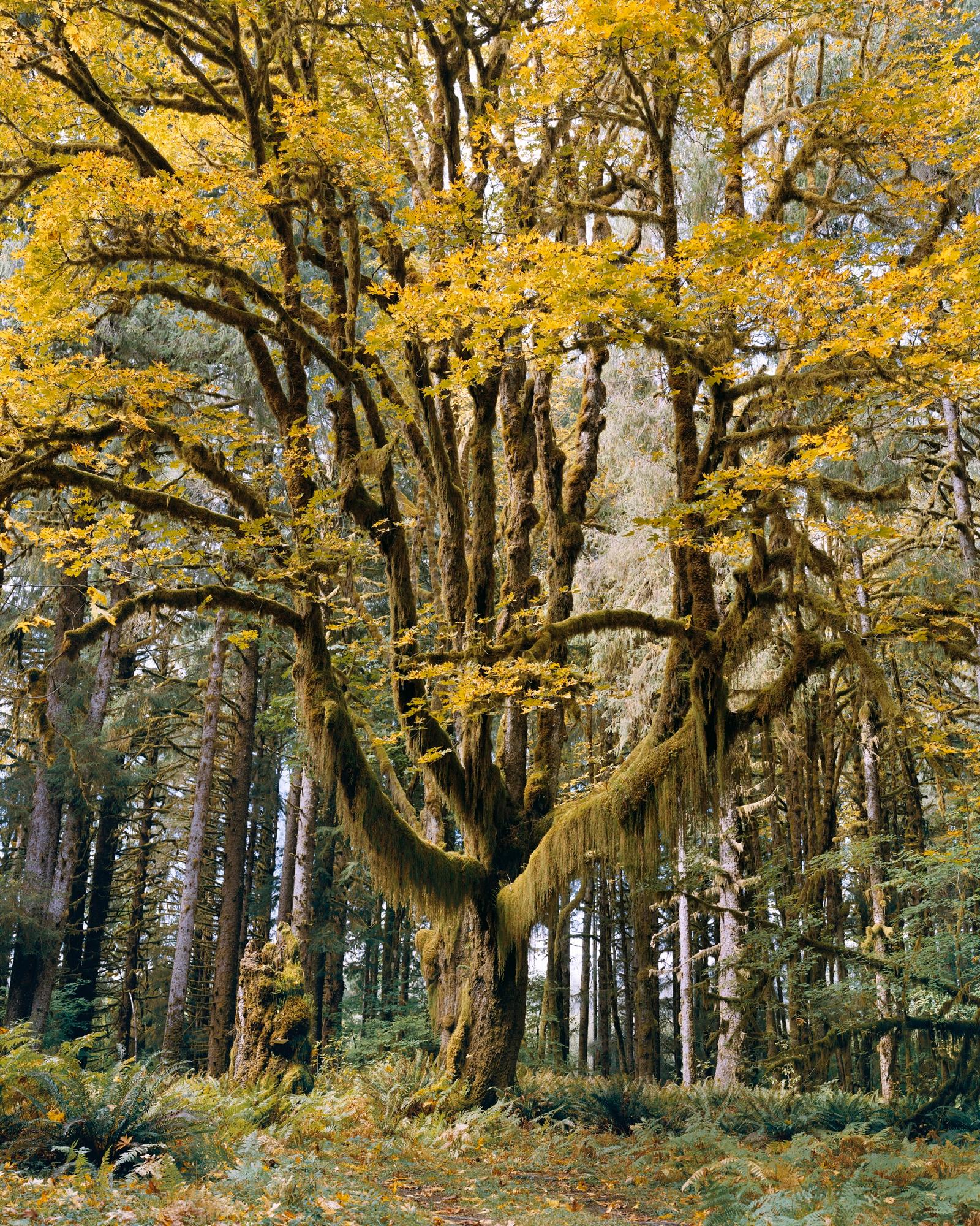 Mitch Epstein Landscape Photograph – Bigleaf Ahorn, Olympischer National Park, Washington
